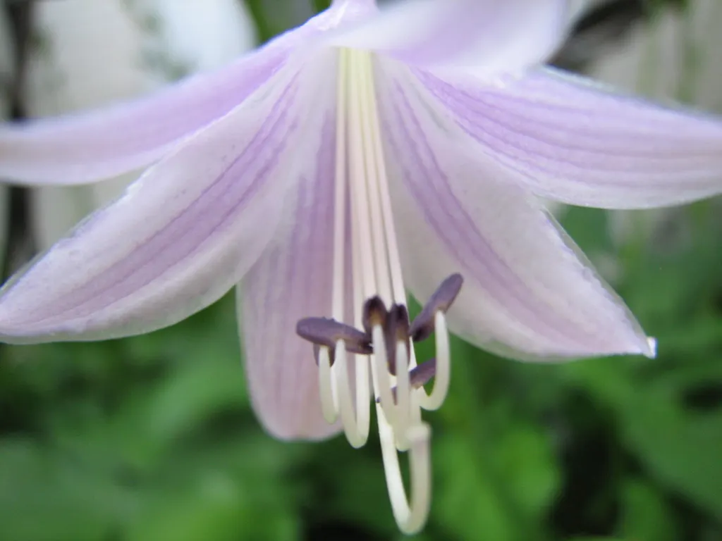 June Hosta (Hosta 'June') — often with irregular blue-green margins; and while they are modest in size