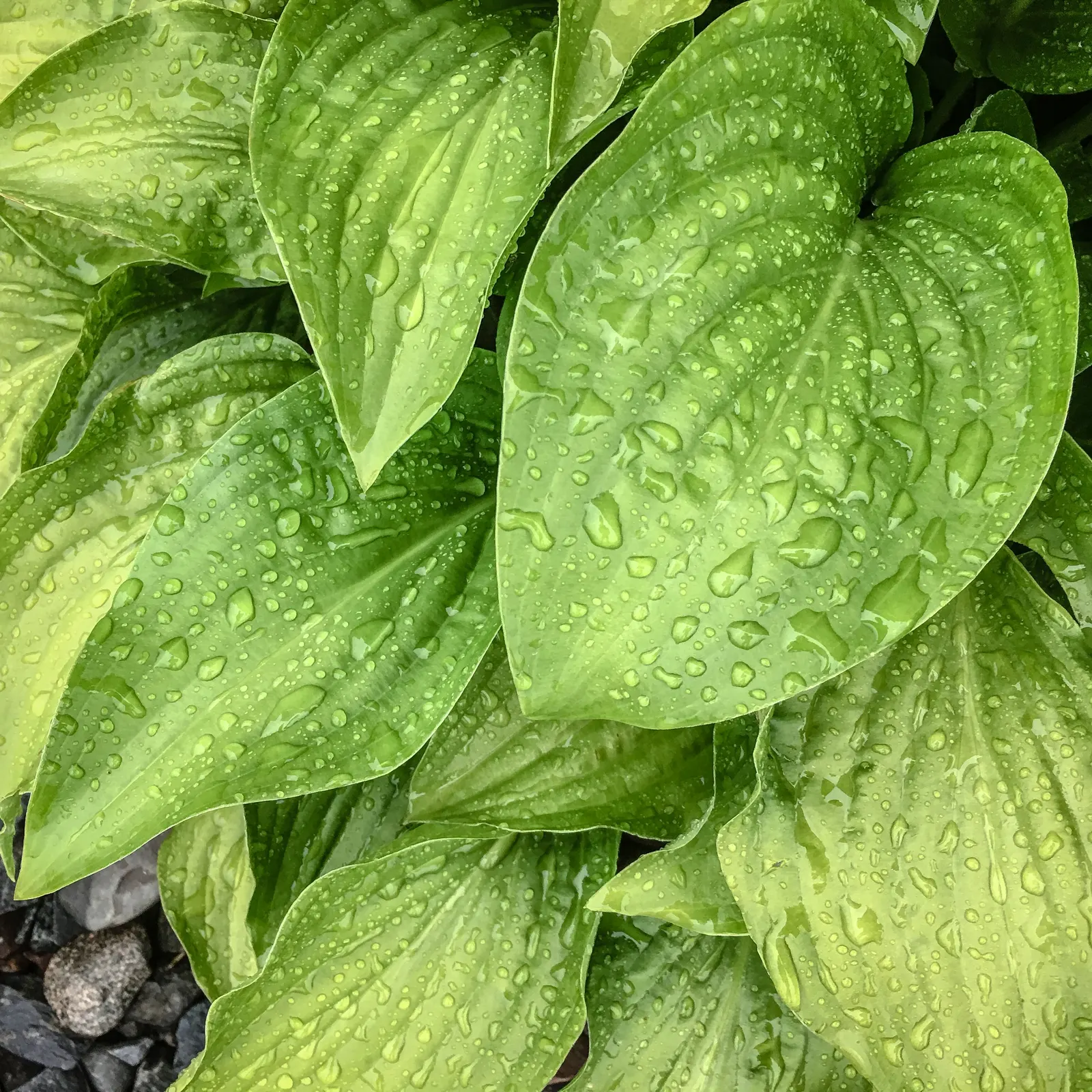 June Hosta (Hosta 'June') — Maturing at about 16 inches tall and spreading up to 37 inches wide; it's an excellent choice for mixed borders