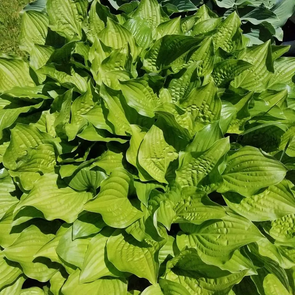 June Hosta (Hosta 'June') — Lavender flowers on 20-inch scapes bloom in summer, adding vertical interest to the design; hosta 'June' prefers, image 50