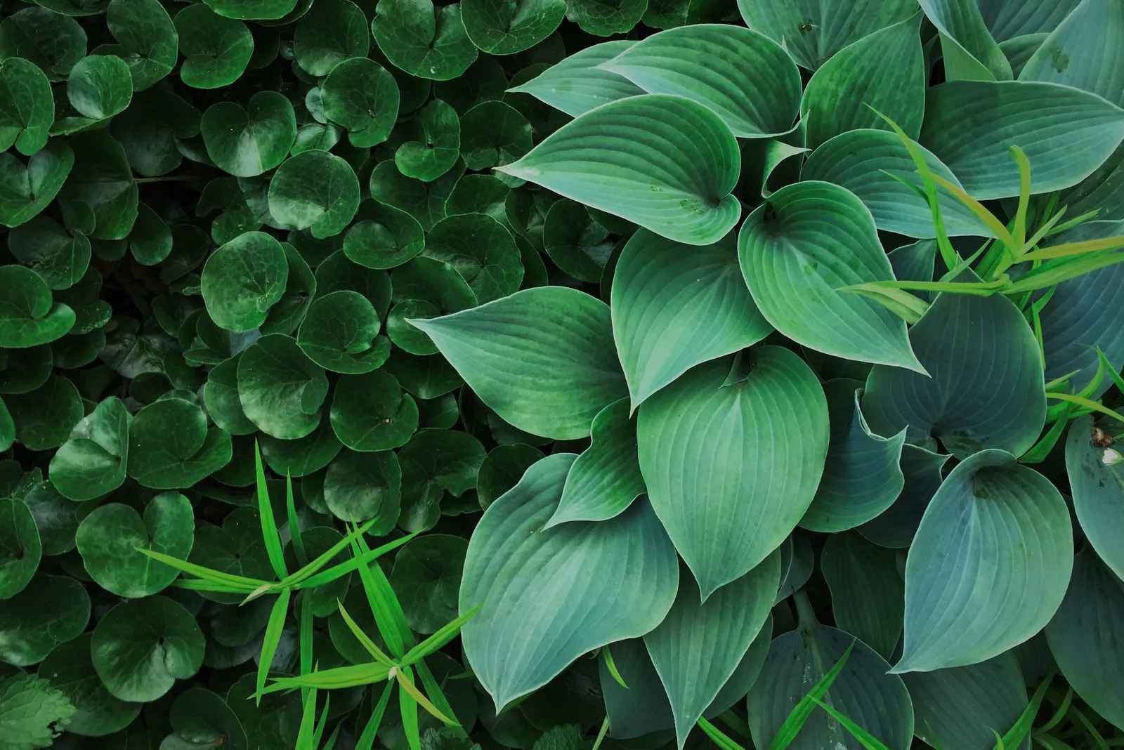 June Hosta (Hosta 'June') — When composing a landscape design; hosta 'June' is a vibrant perennial with striking foliage, perfect for shady spots, image 54