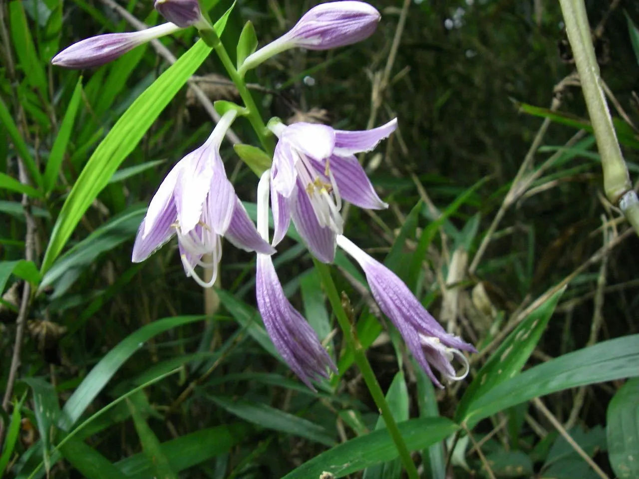 June Hosta (Hosta 'June') — scientifically termed Hosta 'June'; its leaves boast a blue-green hue with creamy-yellow centers, image 51