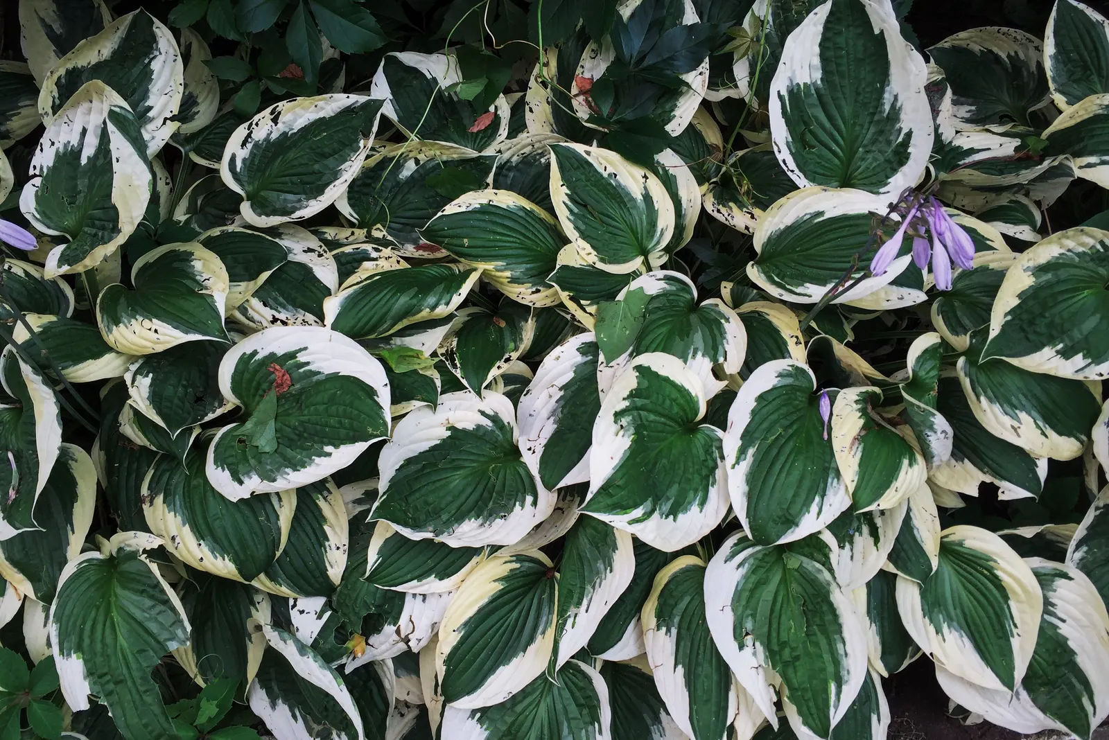 June Hosta (Hosta 'June') — is a captivating perennial prized for its exceptional foliage and resilient growth habit; making it a staple in shade gardens