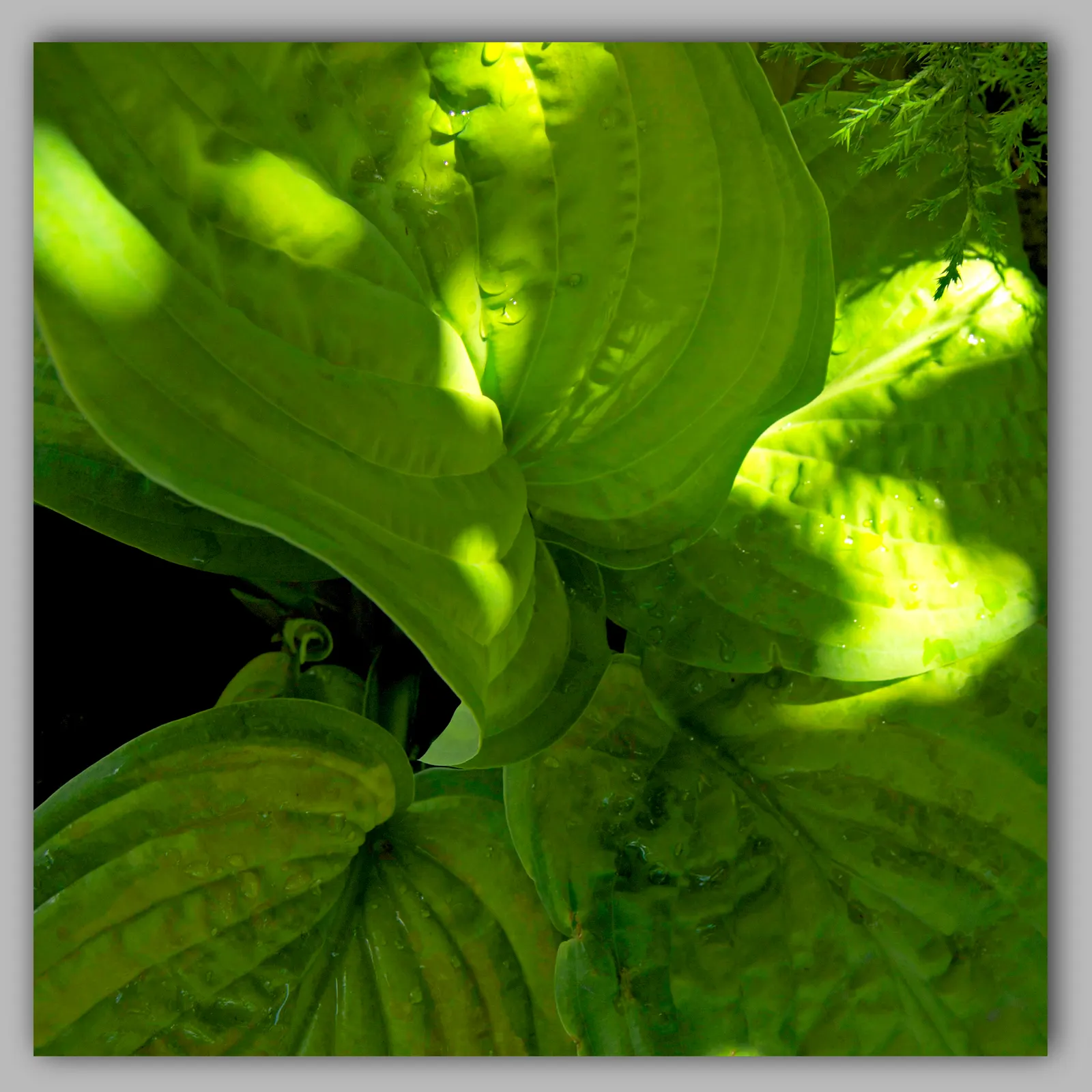 June Hosta (Hosta 'June') — Its leaves boast a blue-green hue with creamy-yellow centers; it's important to note that the June Hosta thrives in, image 46