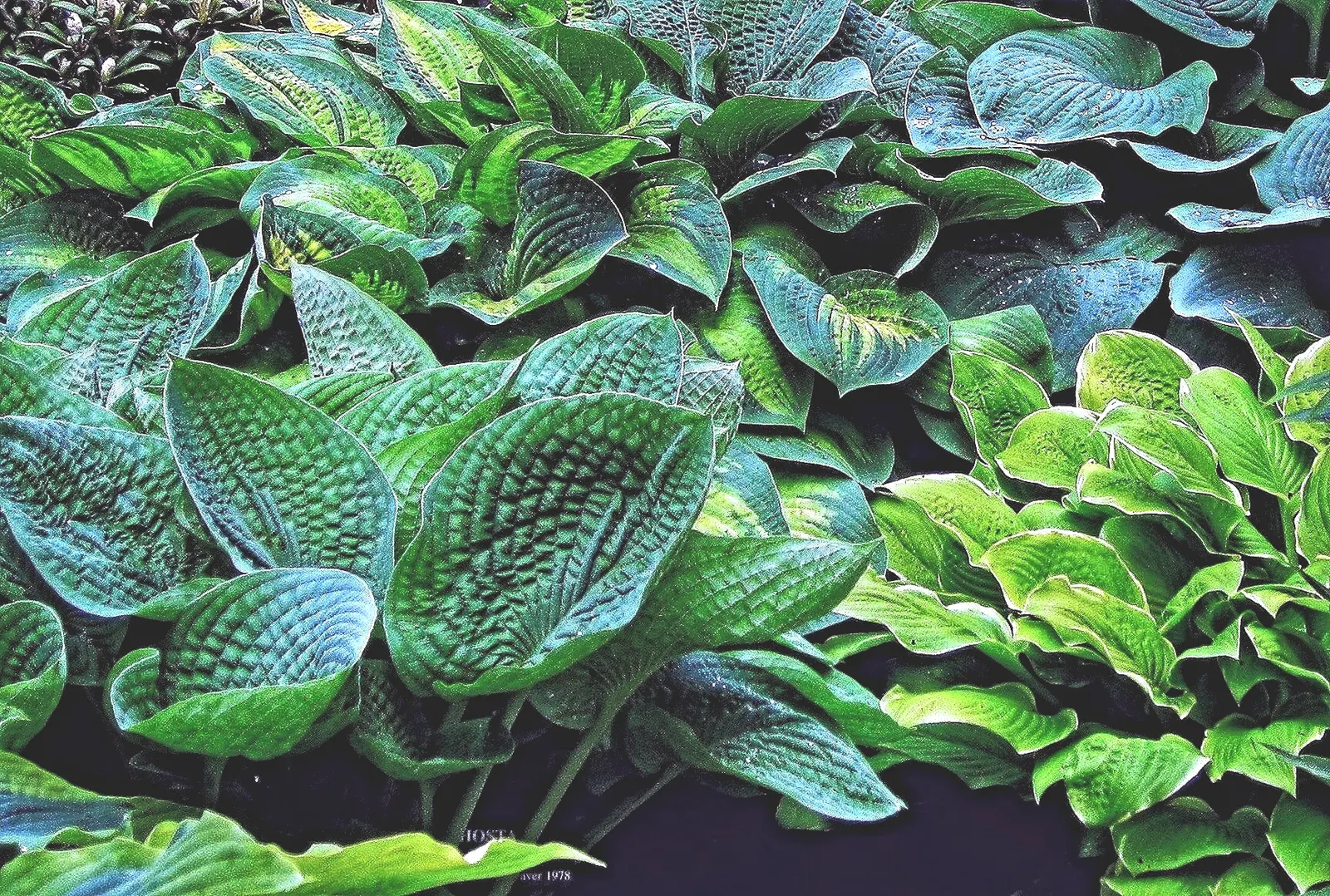 June Hosta (Hosta 'June') — is a captivating perennial prized for its exceptional foliage and resilient growth habit