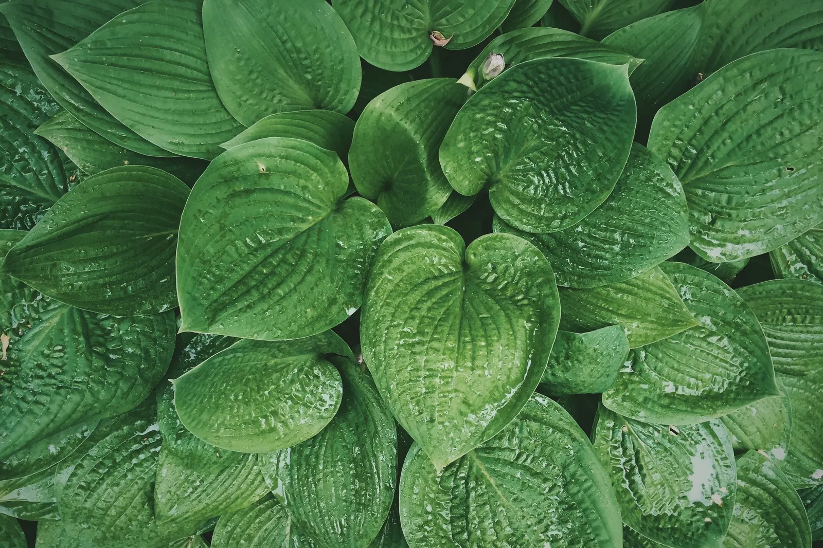 June Hosta (Hosta 'June') — they add a layer of vertical interest and attract pollinators like bees.<br><br>For optimal growth; perennial with lavender blooms