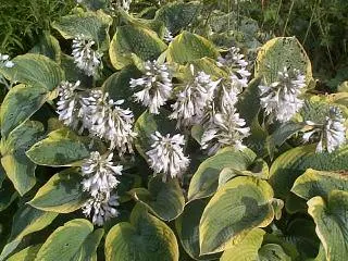 June Hosta (Hosta 'June') — These lavender blooms rise on stalks up to 20 inches tall; scientifically termed Hosta 'June', image 58