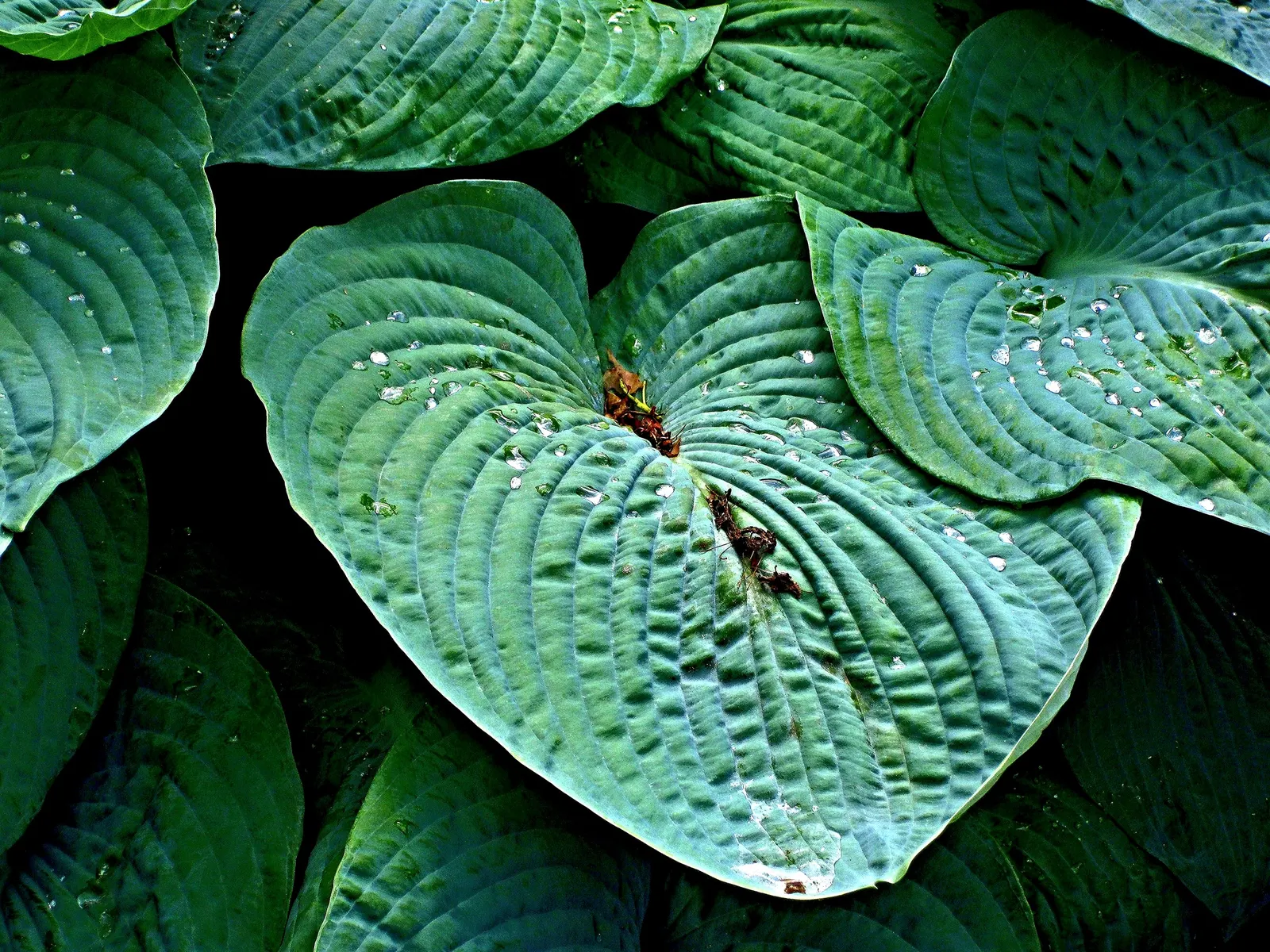 June Hosta (Hosta 'June') — Its leaves boast a blue-green hue with creamy-yellow centers