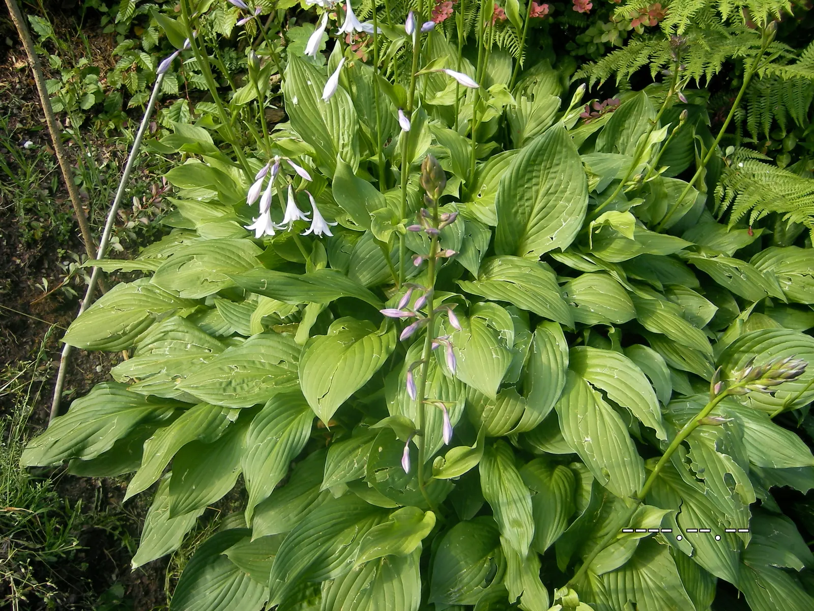 June Hosta (Hosta 'June') — It's an excellent choice for mixed borders; the leaves themselves span 6 inches long, presenting a slightly corrugated texture and