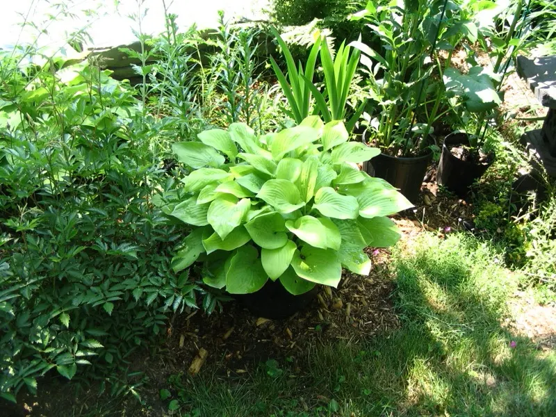 June Hosta (Hosta 'June') — perennial with lavender blooms; often with irregular blue-green margins, image 65