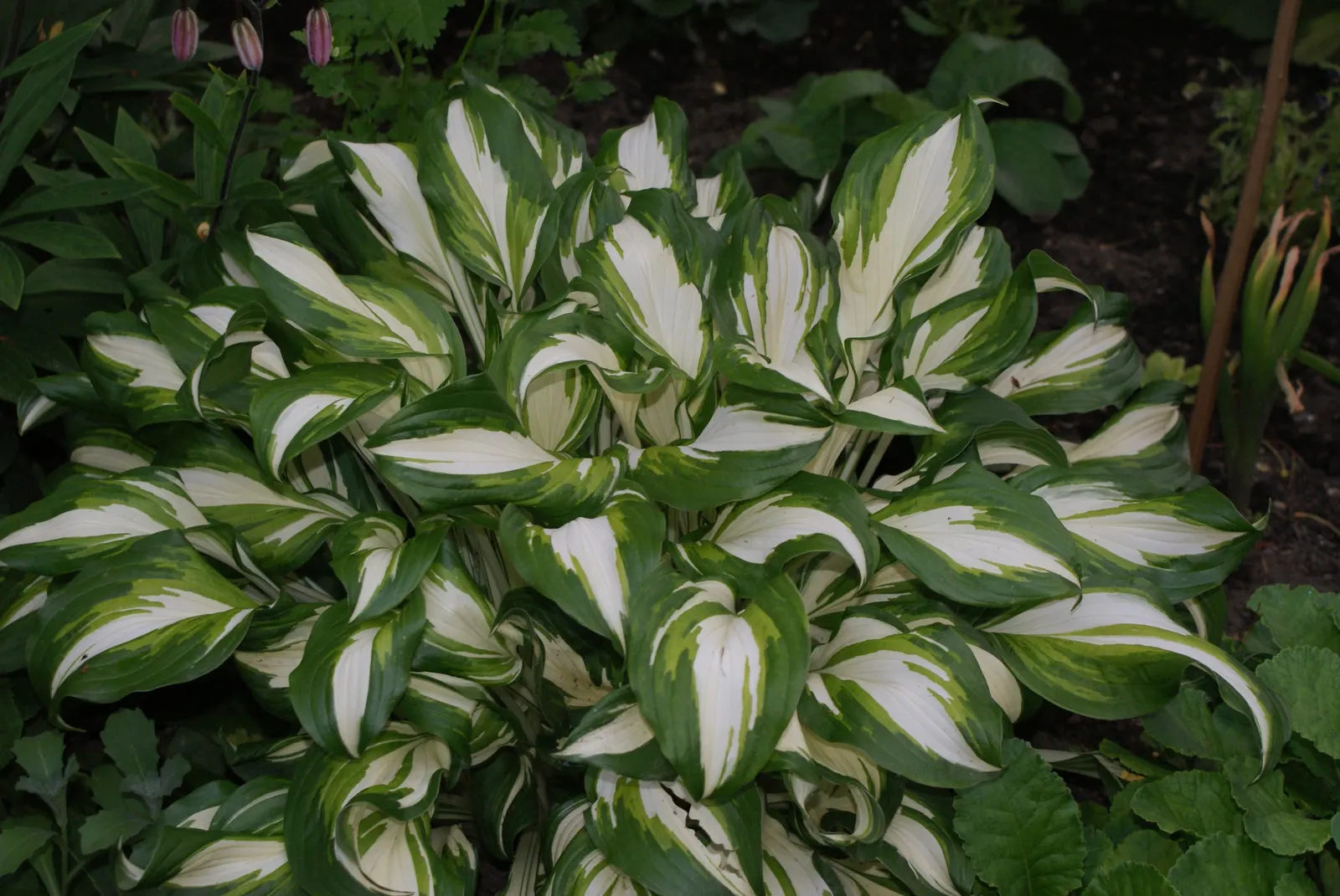June Hosta (Hosta 'June') — When composing a landscape design