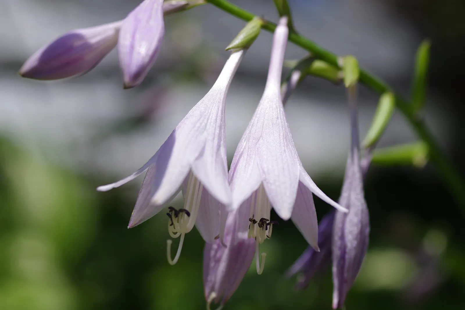 June Hosta (Hosta 'June') — The leaves themselves span 6 inches long, presenting a slightly corrugated texture and an ovate shape