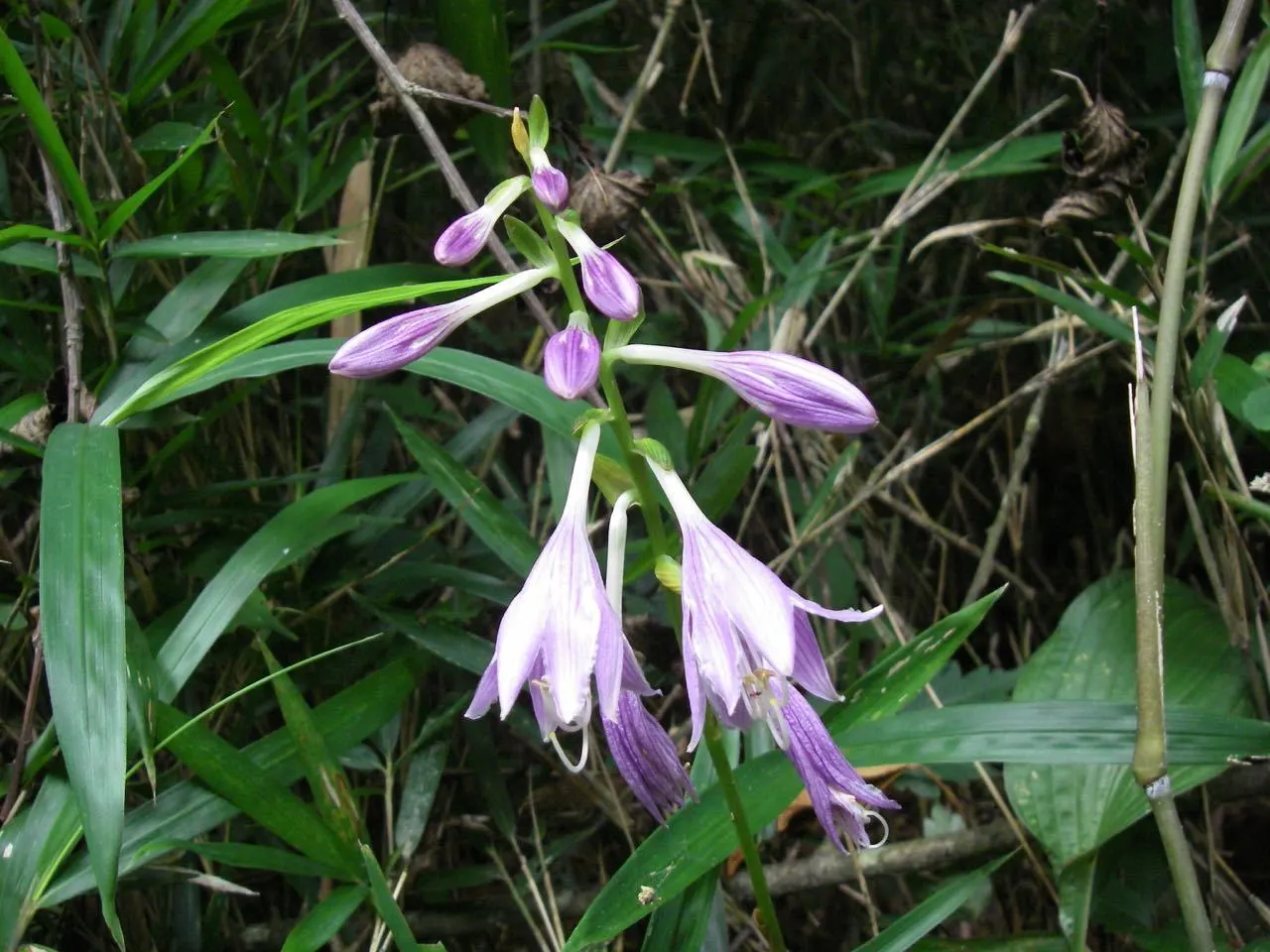 June Hosta (Hosta 'June') — perennial for half or shade; or as an understory plant in larger landscape compositions