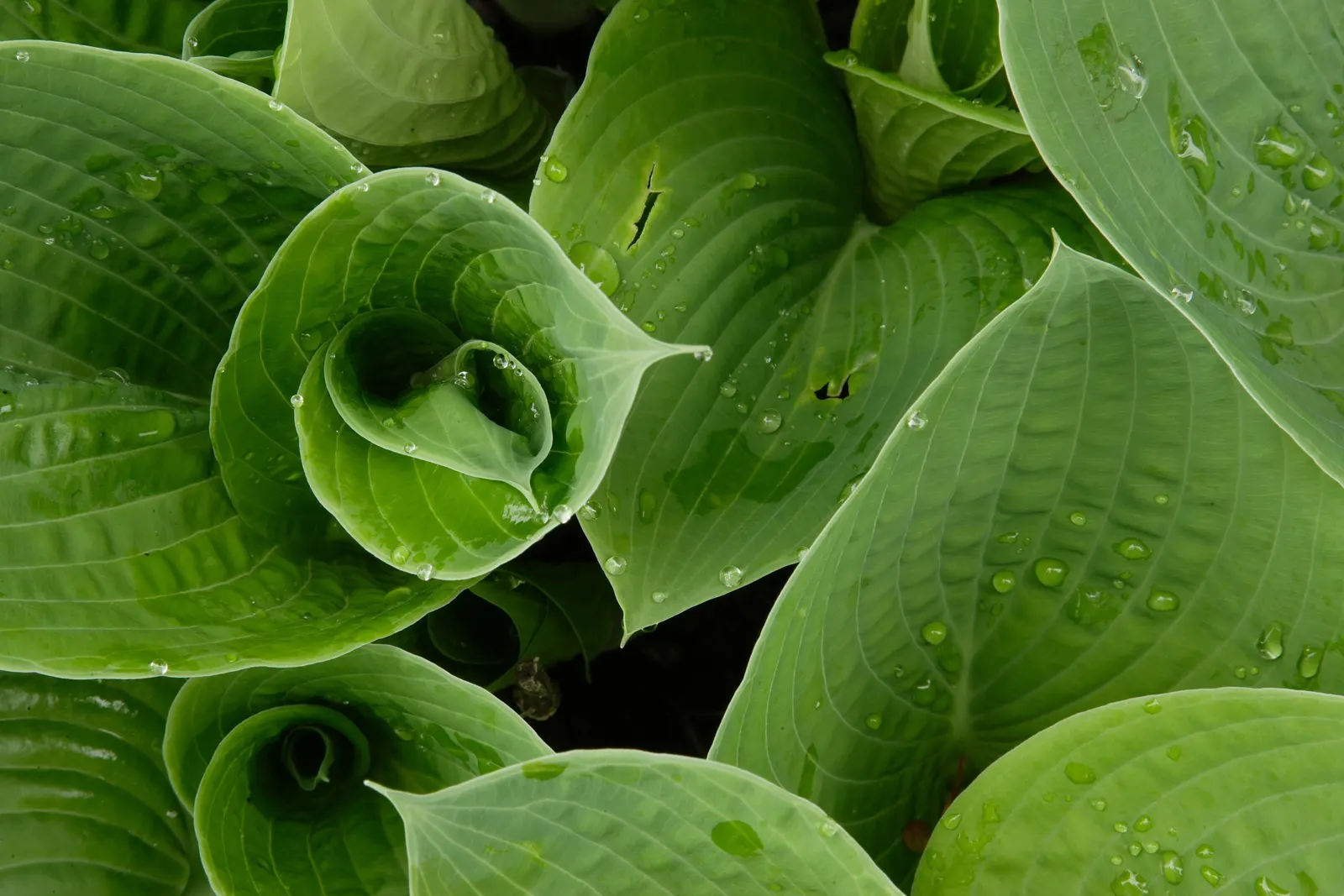 June Hosta (Hosta 'June') — it's important to note that the June Hosta thrives in USDA Hardiness Zones 3 to 8; is a captivating perennial prized for its