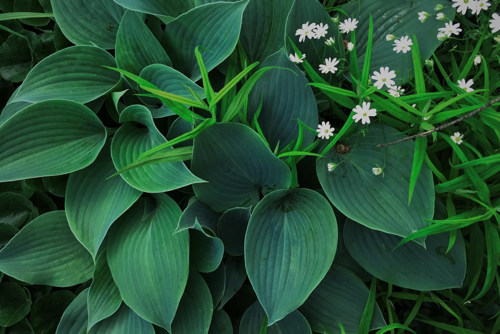 June Hosta (Hosta 'June') — it's important to note that the June Hosta thrives in USDA Hardiness Zones 3 to 8; is a captivating perennial prized, image 55