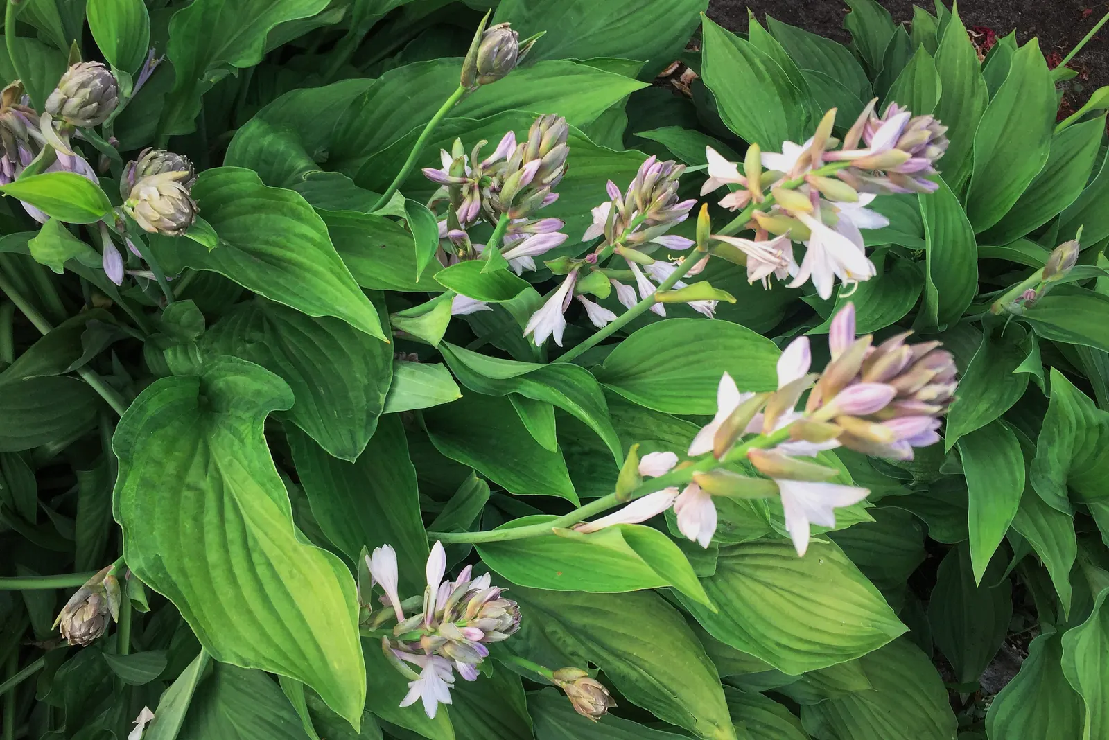 June Hosta (Hosta 'June') — often with irregular blue-green margins; and while they are modest in size, image 56