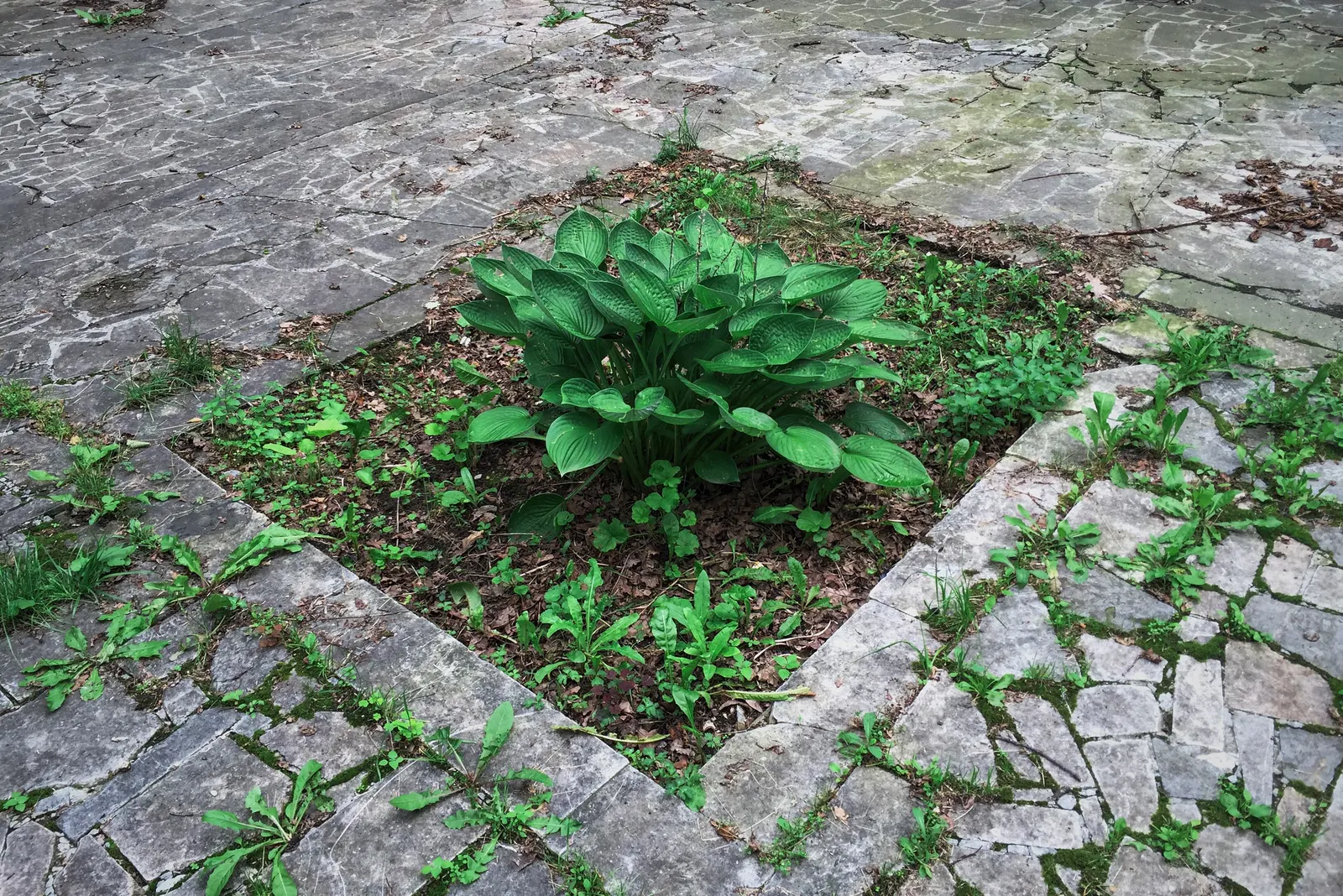 June Hosta (Hosta 'June') — or as an understory plant in larger landscape compositions
