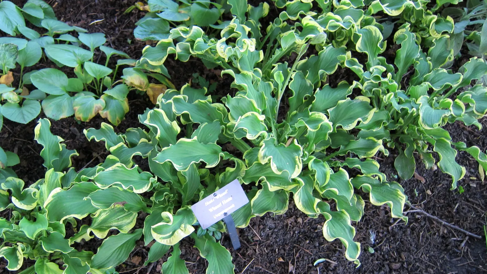 June Hosta (Hosta 'June') — It's an excellent choice for mixed borders