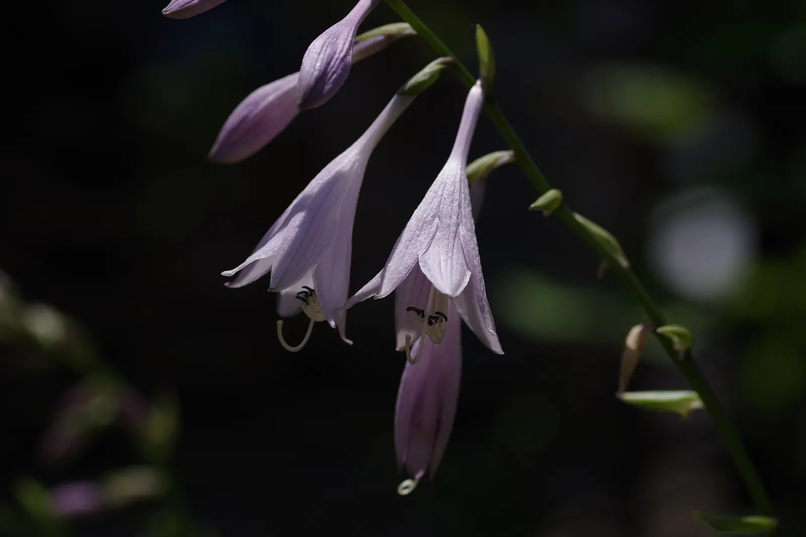 June Hosta (Hosta 'June') — lavender flowers in the garden; june Hosta thrives in zones 3-9, preferring moist, well-drained soil, image 64