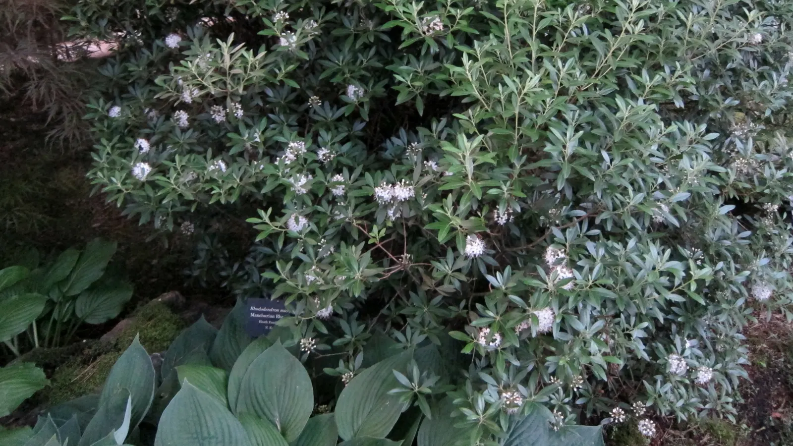 June Hosta (Hosta 'June') — When composing a landscape design; hosta 'June' is a vibrant perennial with striking foliage, perfect for shady spots