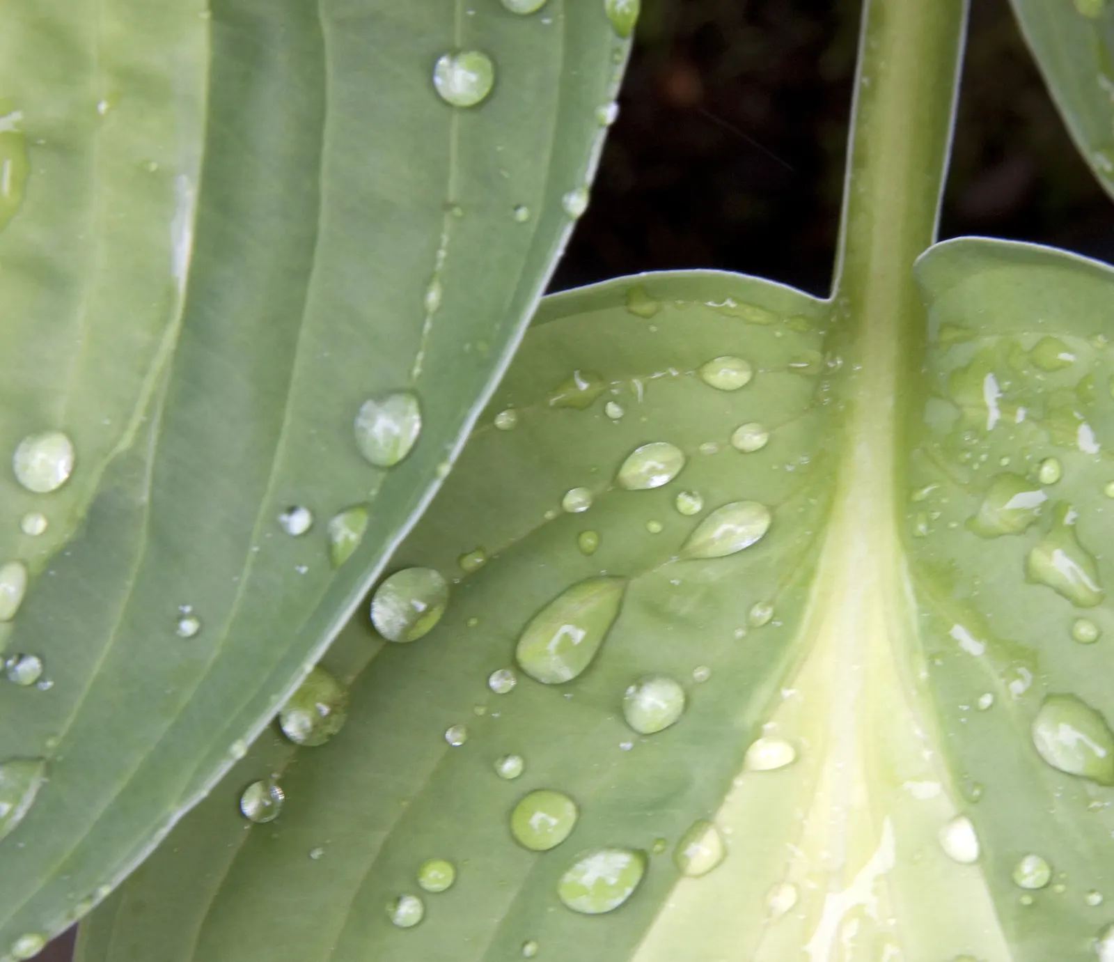 June Hosta (Hosta 'June') — It's an excellent choice for mixed borders; the leaves themselves span 6 inches long, presenting a slightly corrugated, image 62