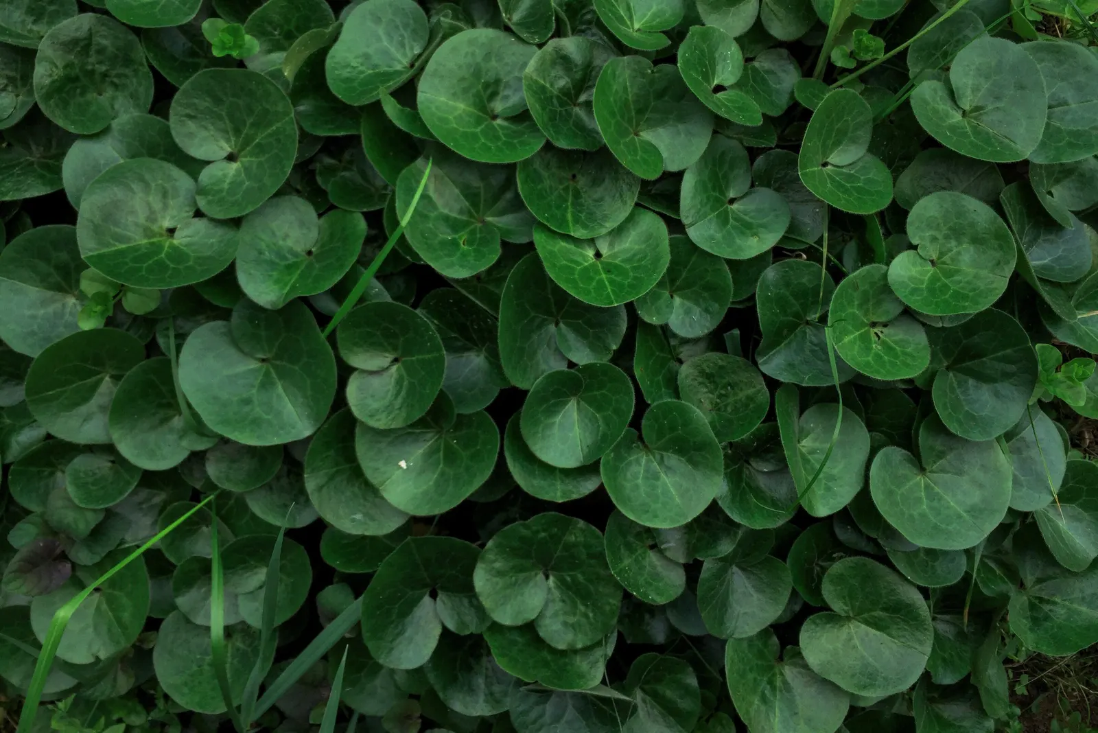 June Hosta (Hosta 'June') — they add a layer of vertical interest and attract pollinators like bees.<br><br>For optimal growth