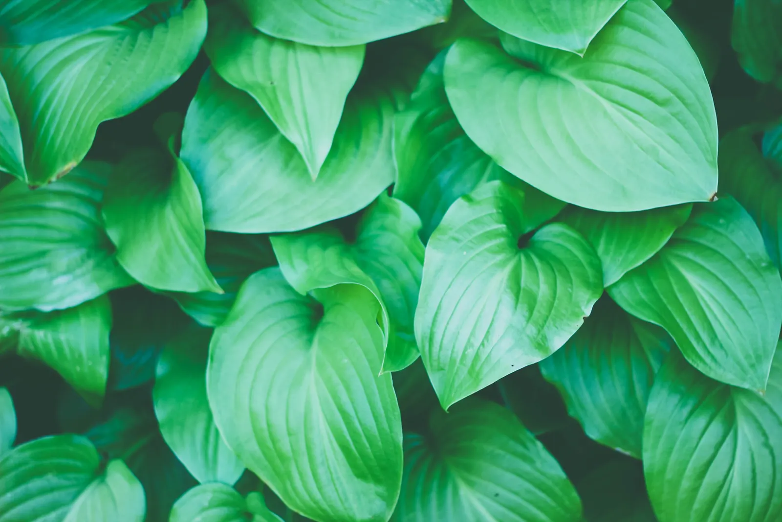 June Hosta (Hosta 'June') — low-maintenance ground cover; maturing at about 16 inches tall and spreading up to 37 inches wide, image 48