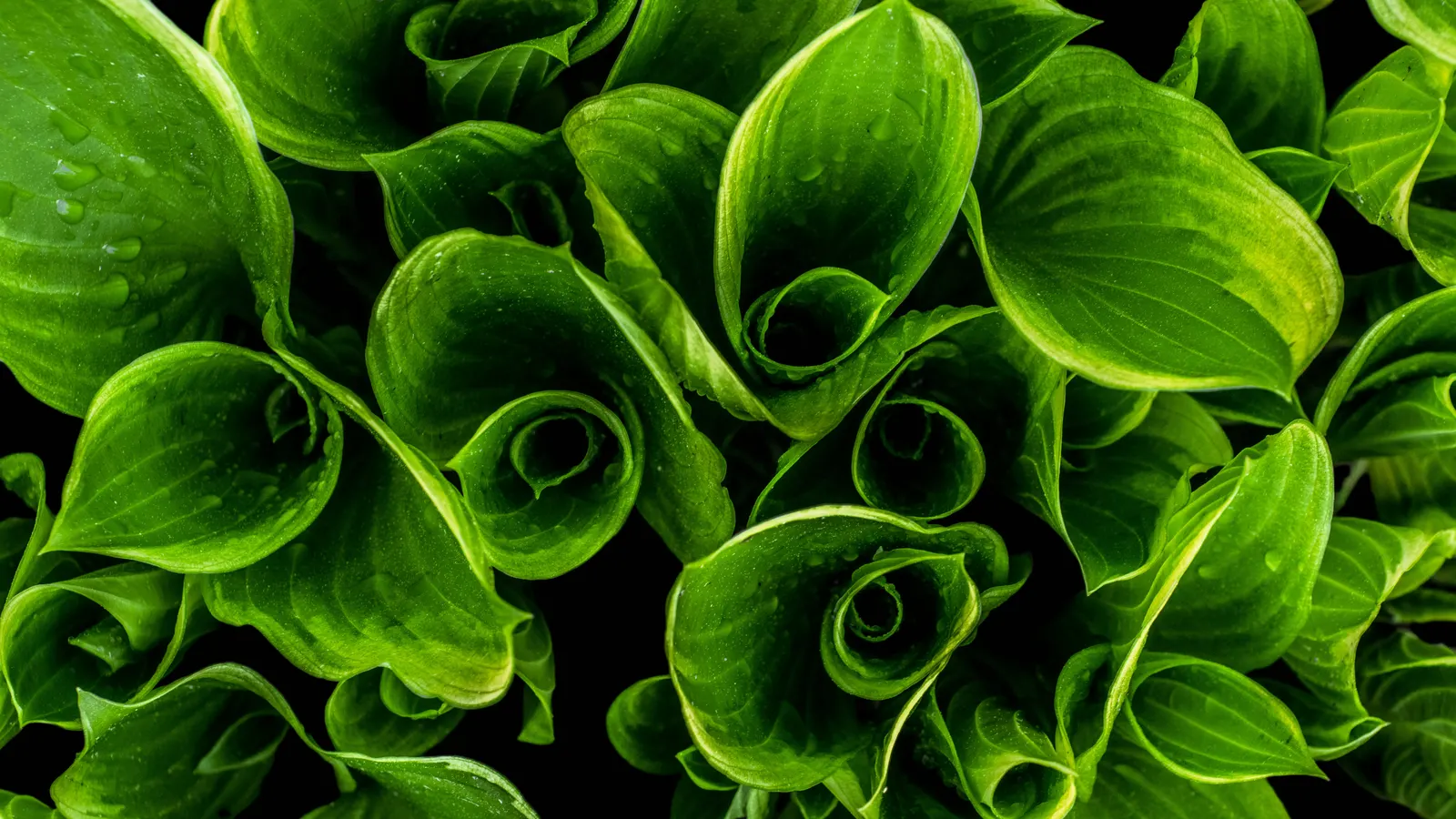 June Hosta (Hosta 'June') — low-maintenance ground cover