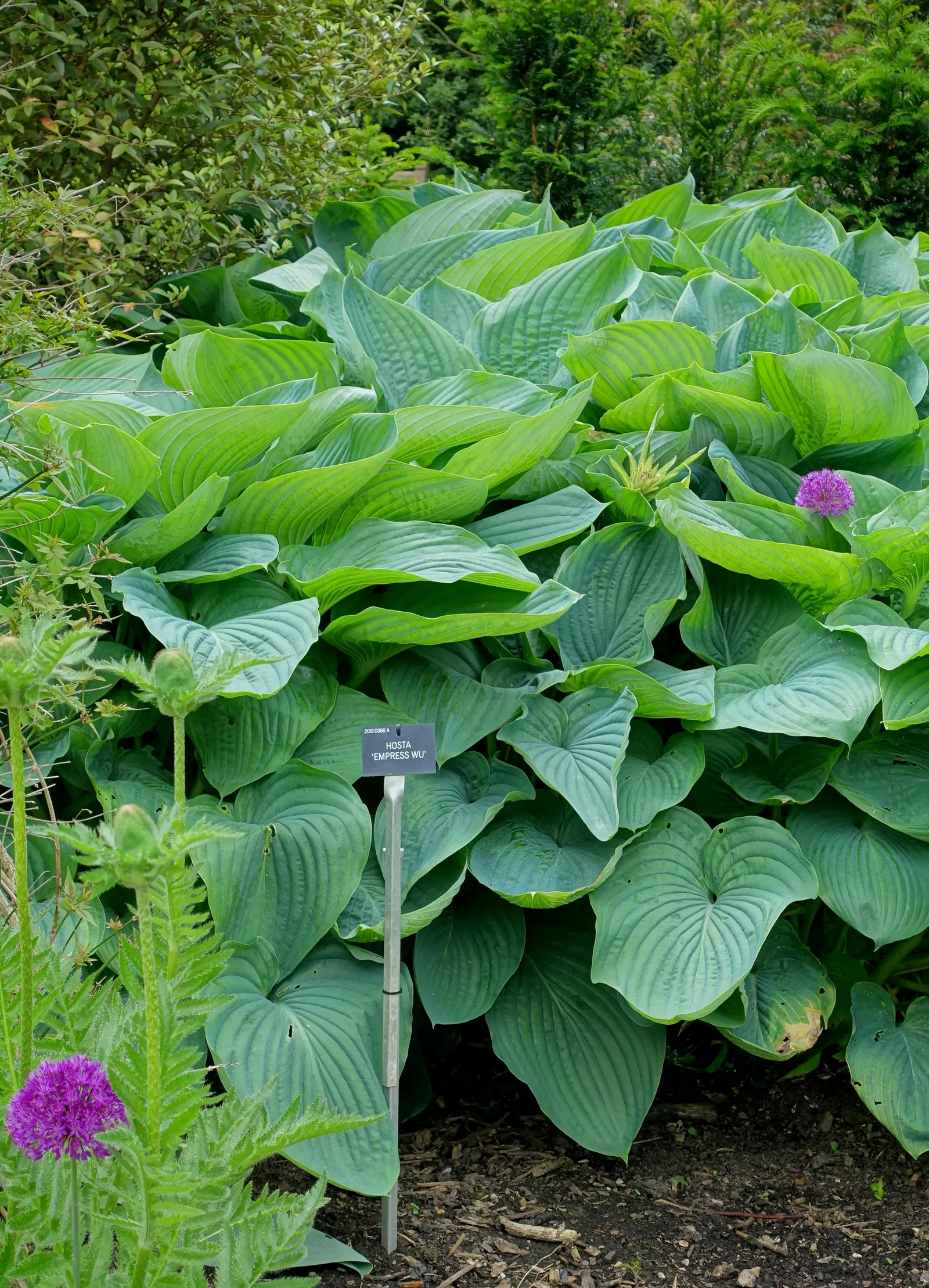 June Hosta (Hosta 'June') — and while they are modest in size; these lavender blooms rise on stalks up to 20 inches tall
