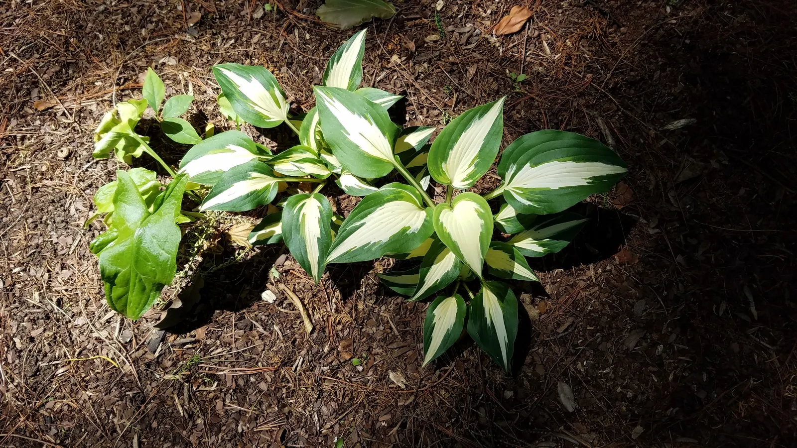 June Hosta (Hosta 'June') — lavender flowers in the garden