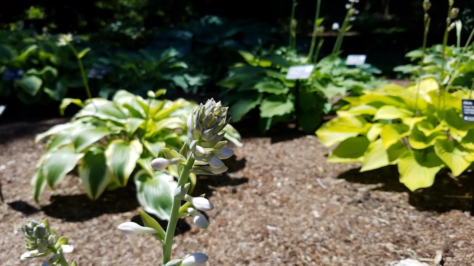 June Hosta (Hosta 'June') — scientifically termed Hosta 'June'