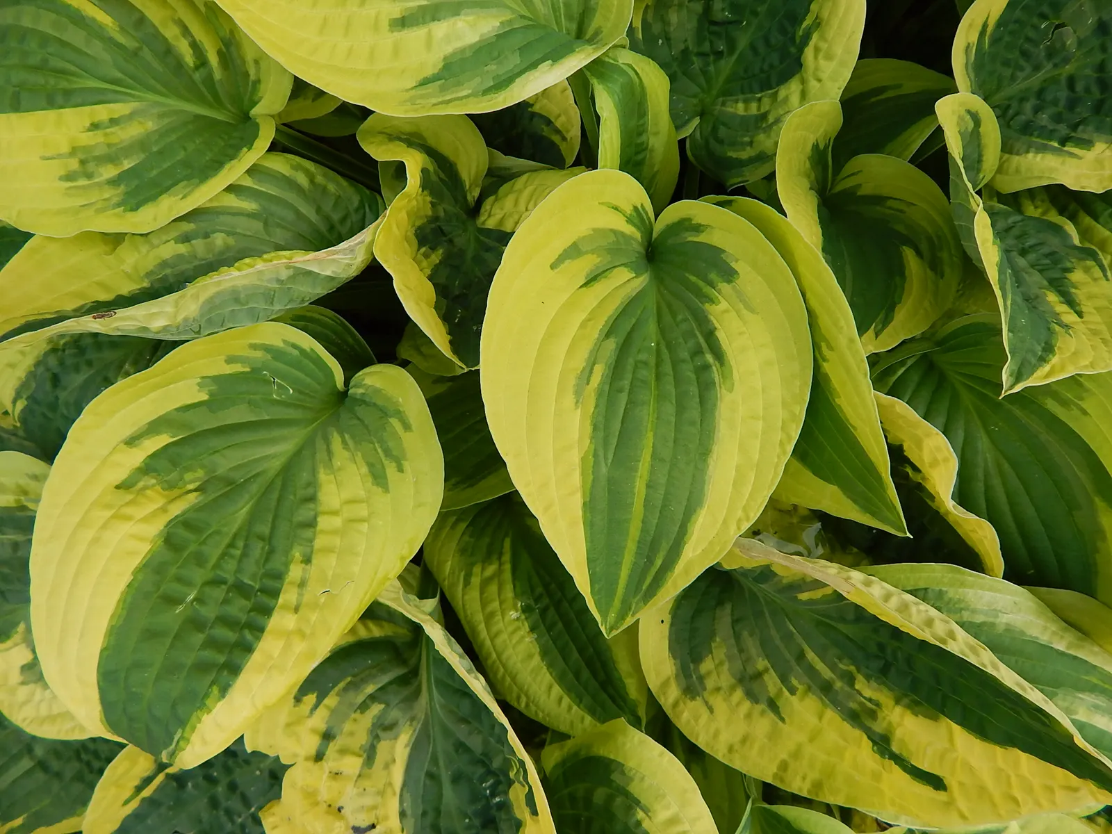 June Hosta (Hosta 'June') — or as an understory plant in larger landscape compositions; lavender flowers in the garden, image 63