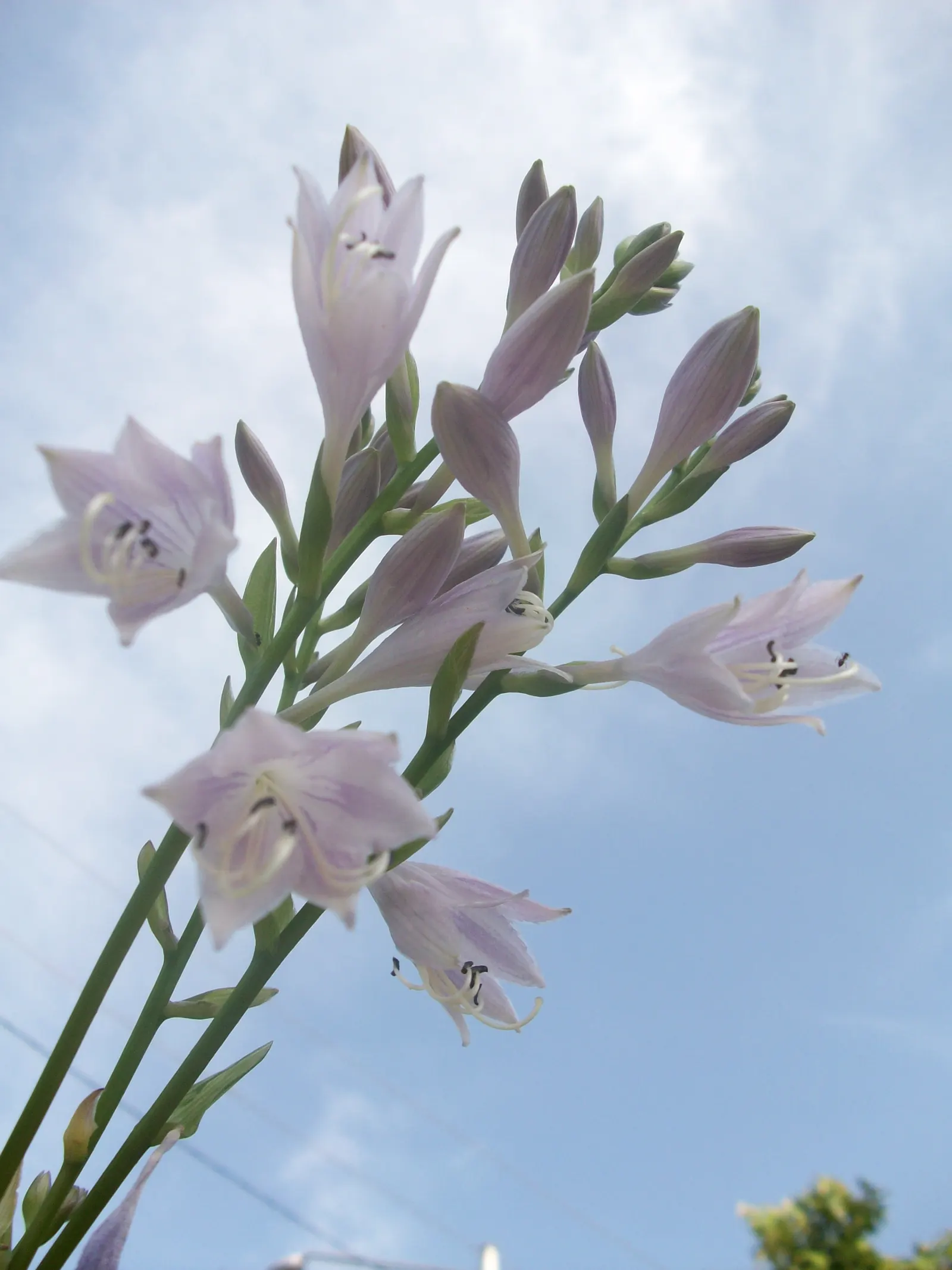 June Hosta (Hosta 'June') — The leaves themselves span 6 inches long, presenting a slightly corrugated texture and an ovate shape; perennial for, image 57