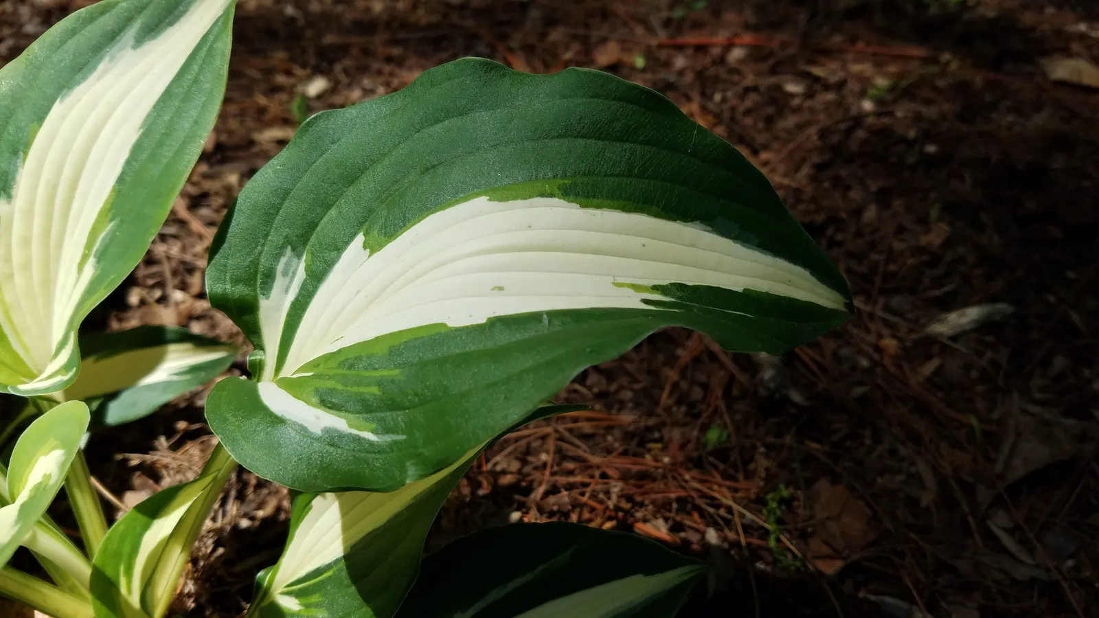 June Hosta (Hosta 'June') — scientifically termed Hosta 'June'; its leaves boast a blue-green hue with creamy-yellow centers