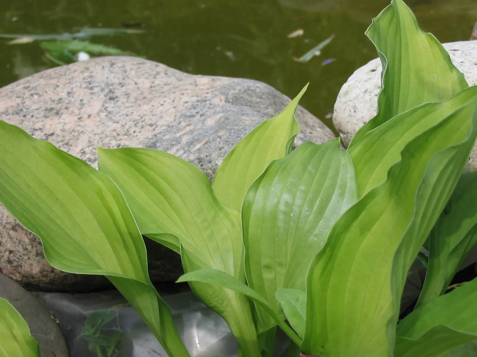 June Hosta (Hosta 'June') — is a captivating perennial prized for its exceptional foliage and resilient growth habit; making it a staple in shade, image 52