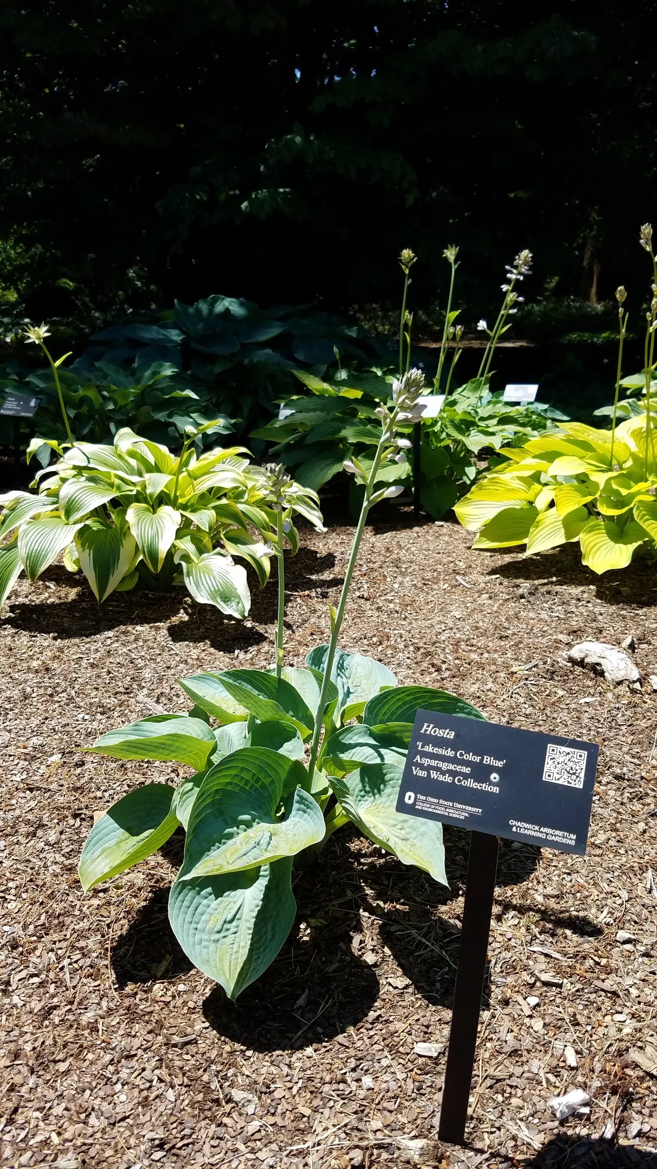 June Hosta (Hosta 'June') — These lavender blooms rise on stalks up to 20 inches tall