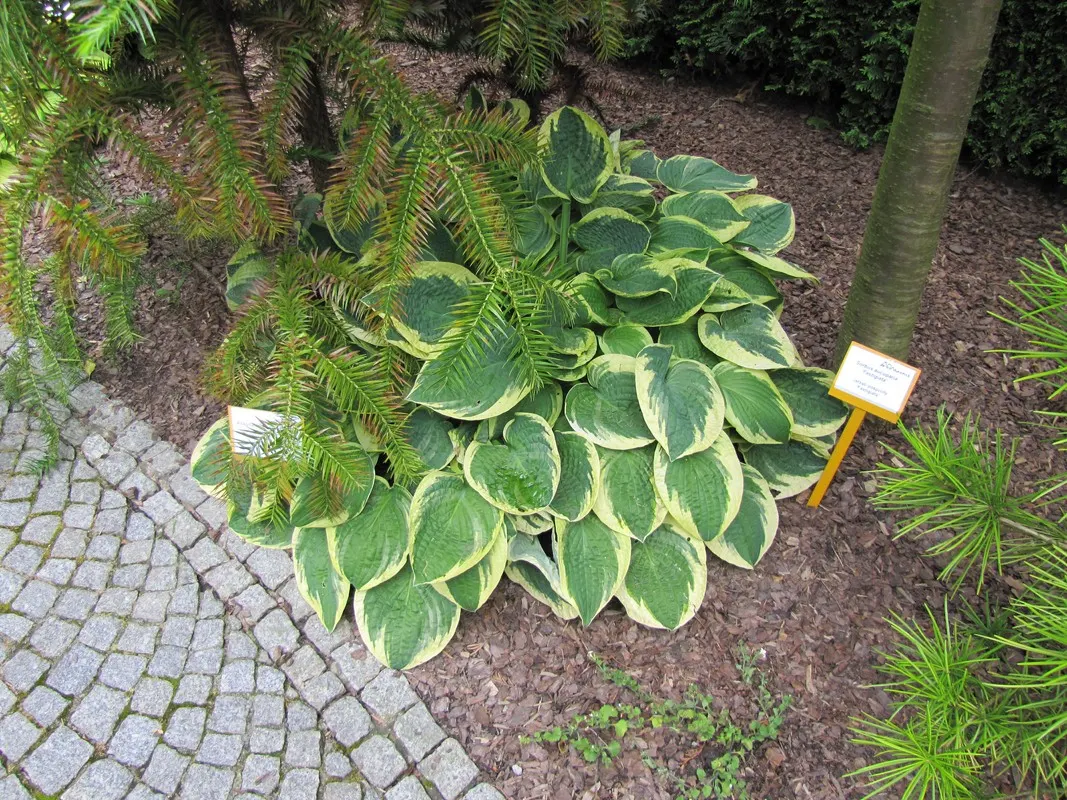 June Hosta (Hosta 'June') — perennial for half or shade; or as an understory plant in larger landscape compositions, image 66