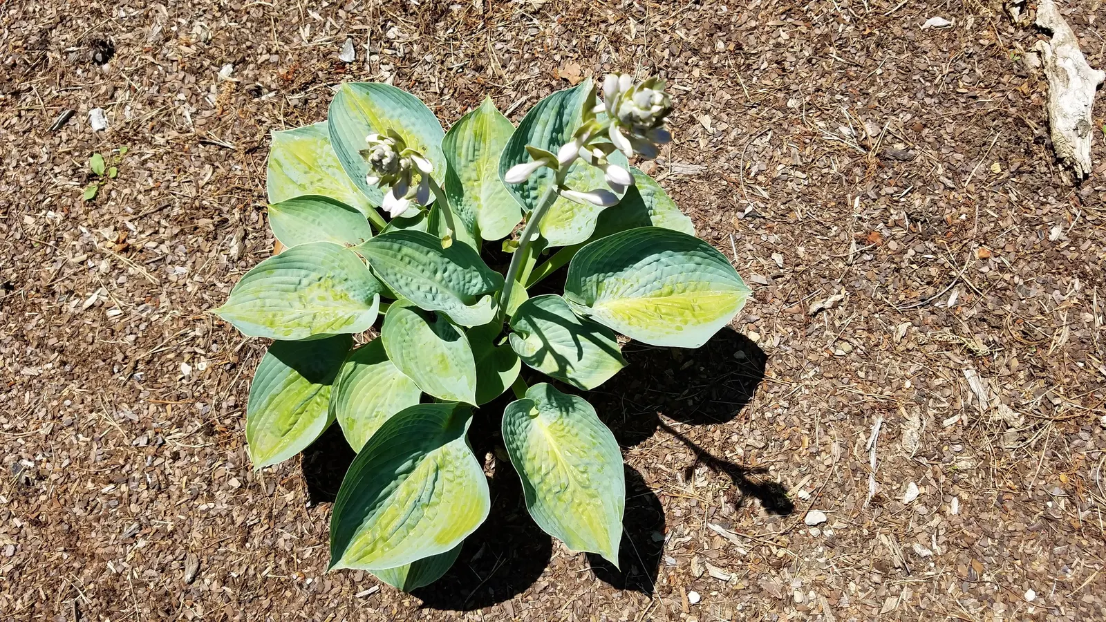 June Hosta (Hosta 'June') — June Hosta thrives in zones 3-9, preferring moist, well-drained soil; when composing a landscape design