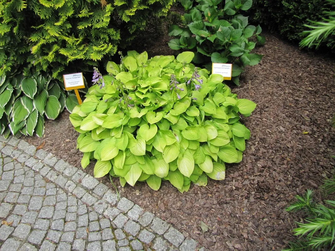 June Hosta (Hosta 'June') — Hosta 'June' prefers partial to full shade and well-drained soil with consistent moisture; lavender flowers on 20-inch, image 61