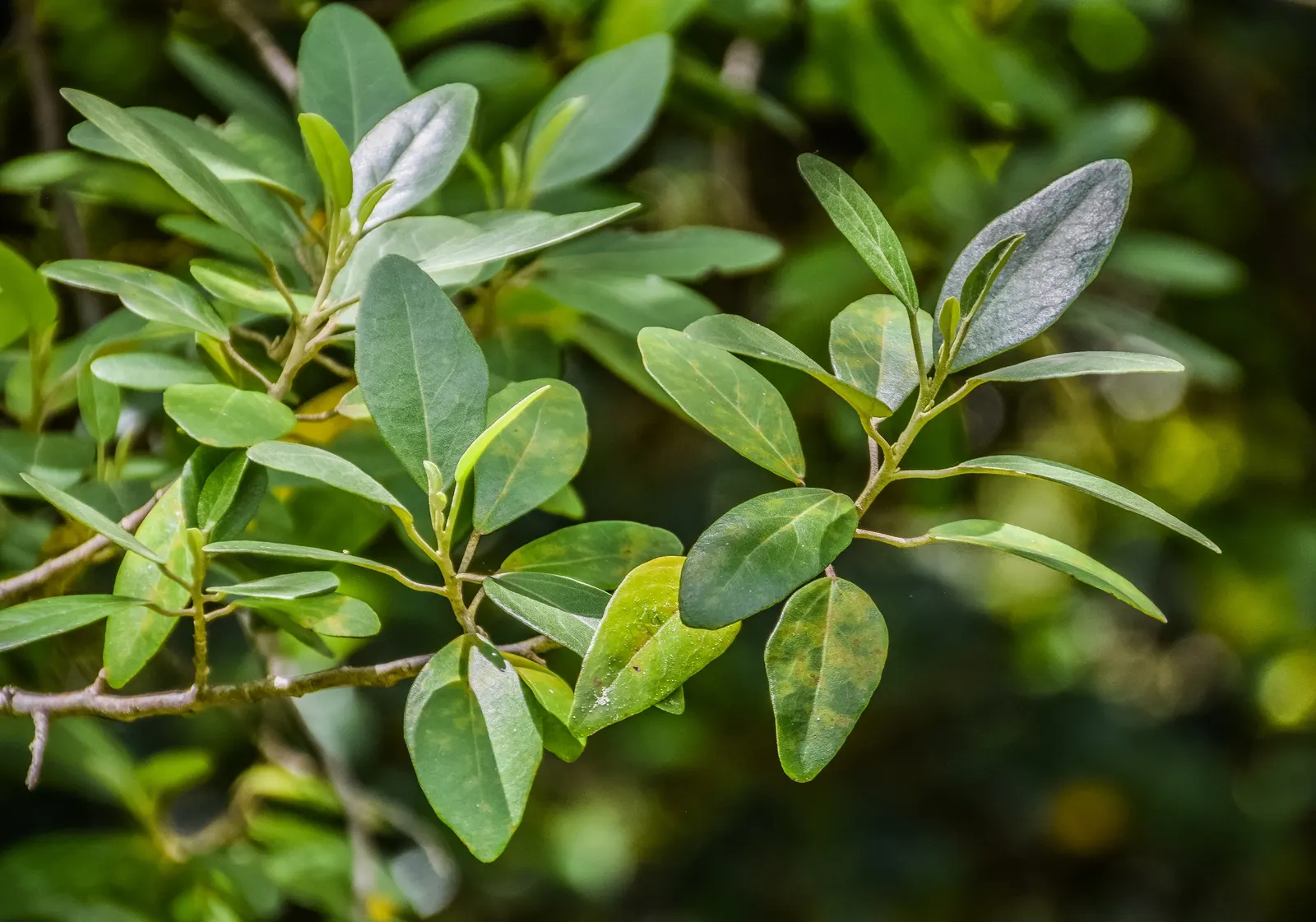 Cow Itch Tree (Lagunaria Patersonii) — also known as the Norfolk Island hibiscus or pyramidal tree