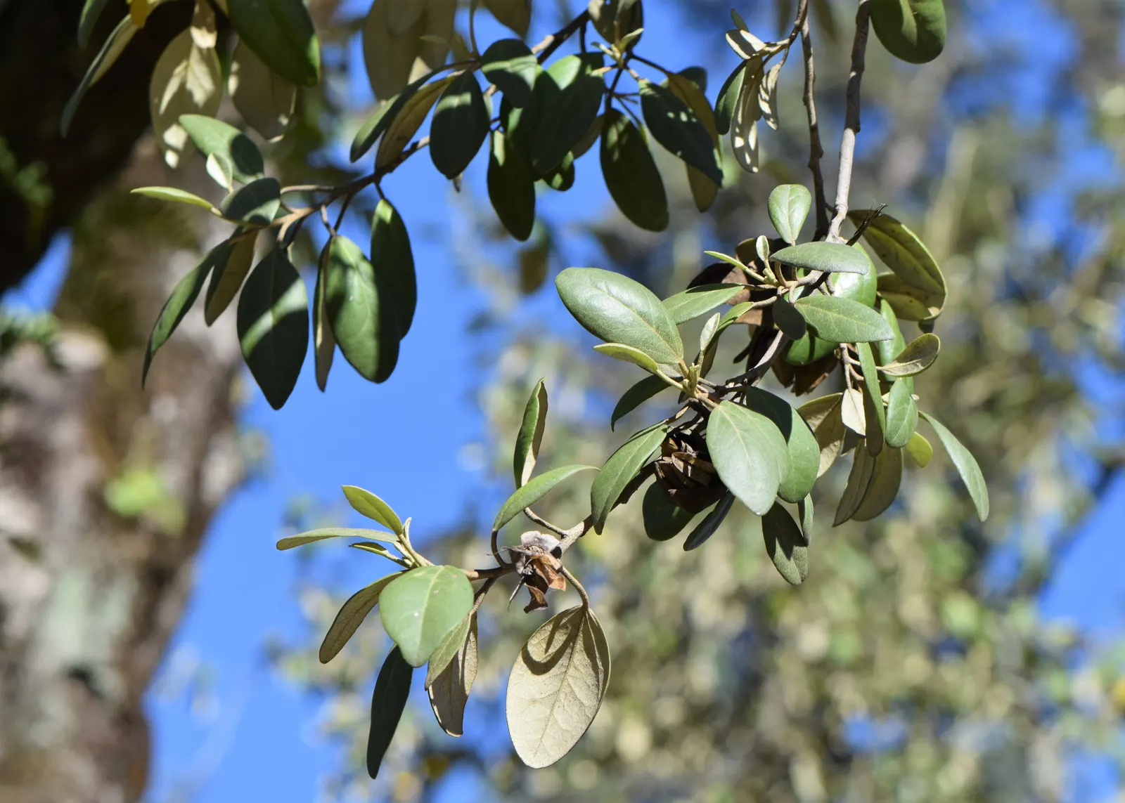 Cow Itch Tree (Lagunaria Patersonii) — Lagunaria patersonii thrives in well-drained soils and is salt-tolerant