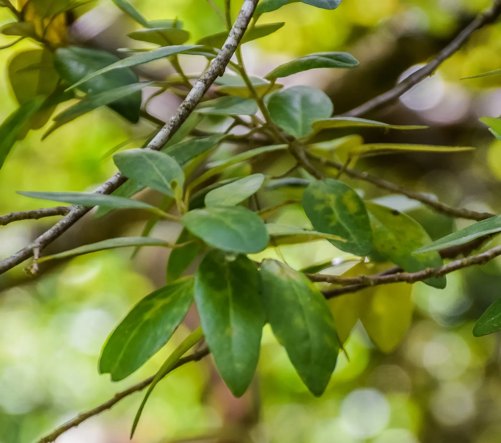 Cow Itch Tree (Lagunaria Patersonii) — with leaves measuring up to 2 to 4 inches long, image 44