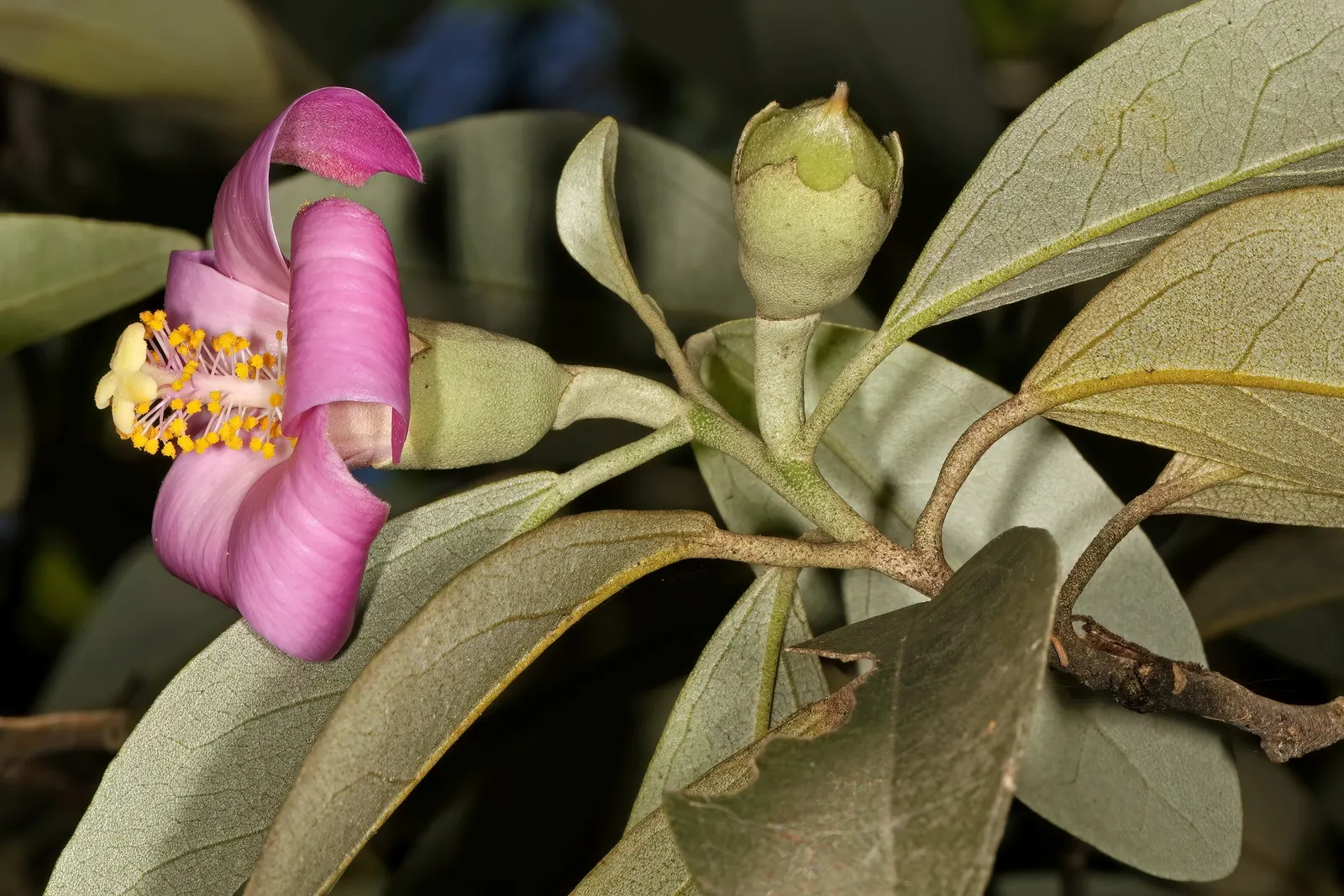 Cow Itch Tree (Lagunaria Patersonii) — scientifically known as Lagunaria patersonii