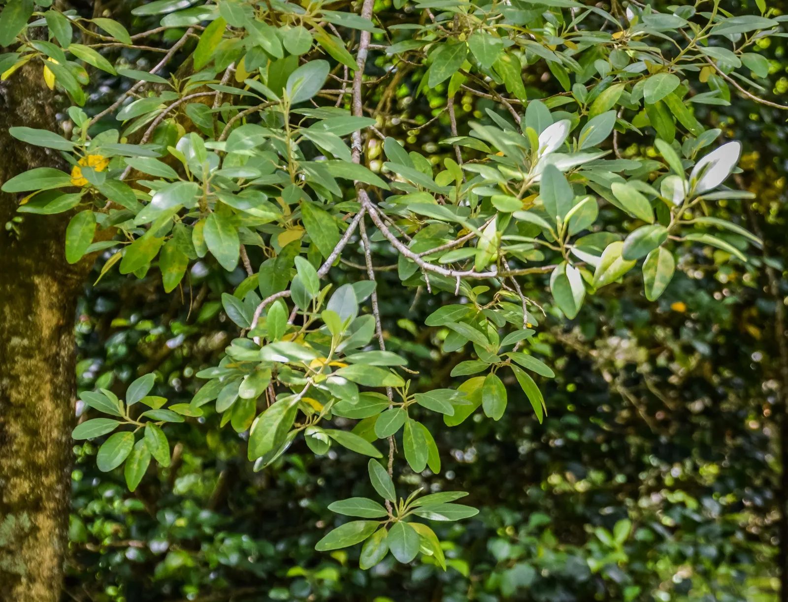 Cow Itch Tree (Lagunaria Patersonii) — this pyramidal-shaped tree provides a commanding presence; the Cow Itch Tree (Lagunaria patersonii)