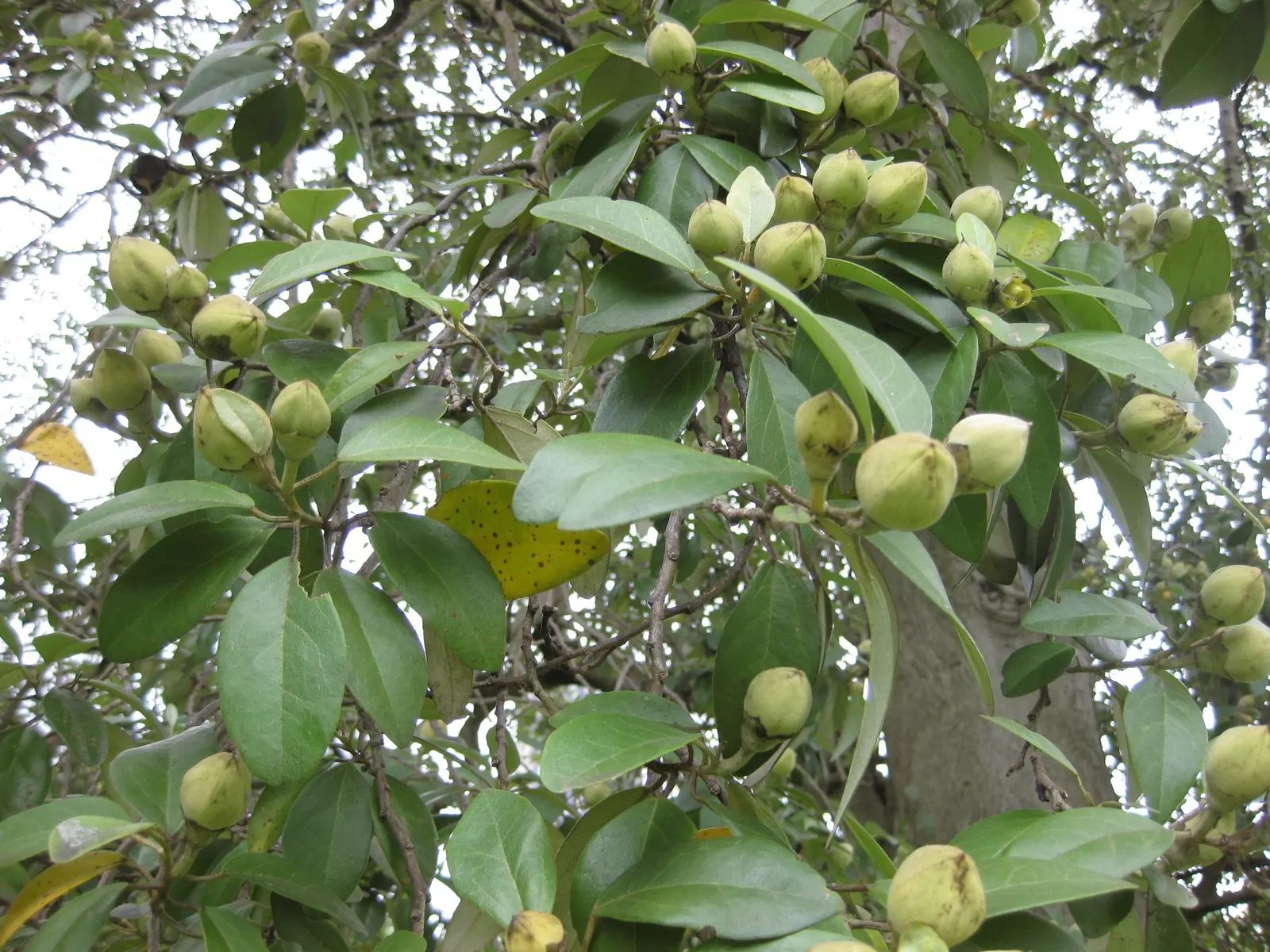 Cow Itch Tree (Lagunaria Patersonii) — Prefers full sun to part shade and well-draining soil