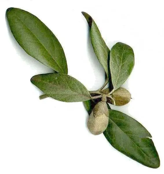 Cow Itch Tree (Lagunaria Patersonii) — making it suitable for coastal environments