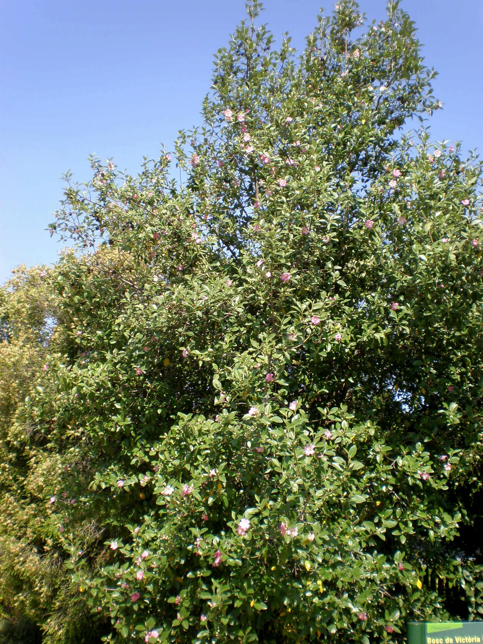 Cow Itch Tree (Lagunaria Patersonii) — resembling hibiscus flowers