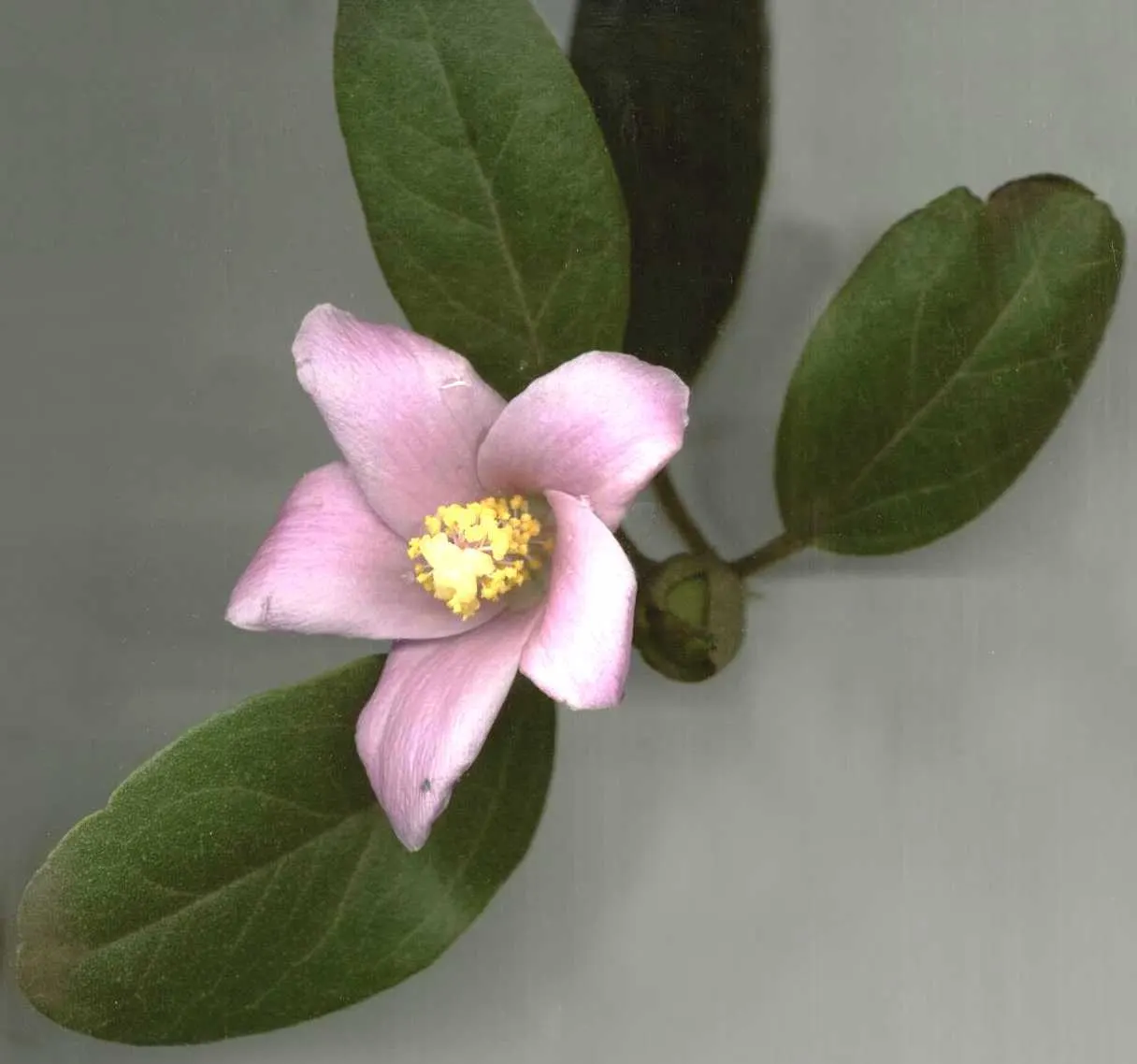 Cow Itch Tree (Lagunaria Patersonii) — Caution: its seed pods contain irritating fibers
