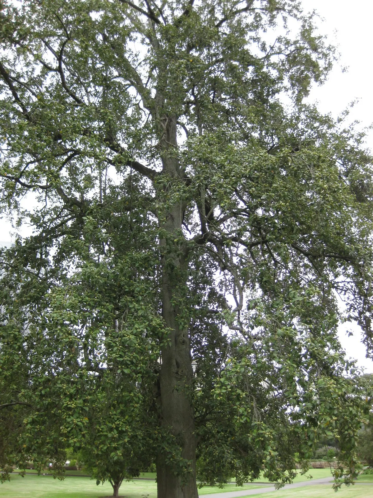 Cow Itch Tree (Lagunaria Patersonii) — which can reach up to 2 inches in diameter