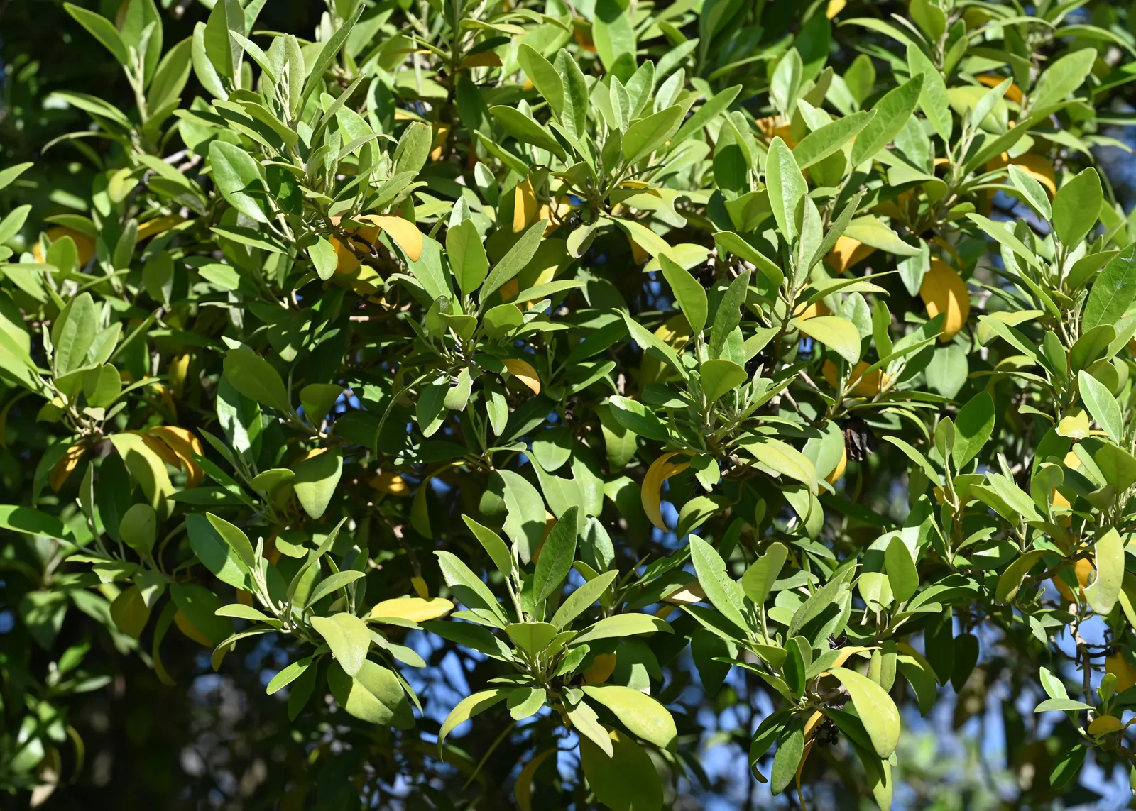 Cow Itch Tree (Lagunaria Patersonii) — pink flowers in the garden
