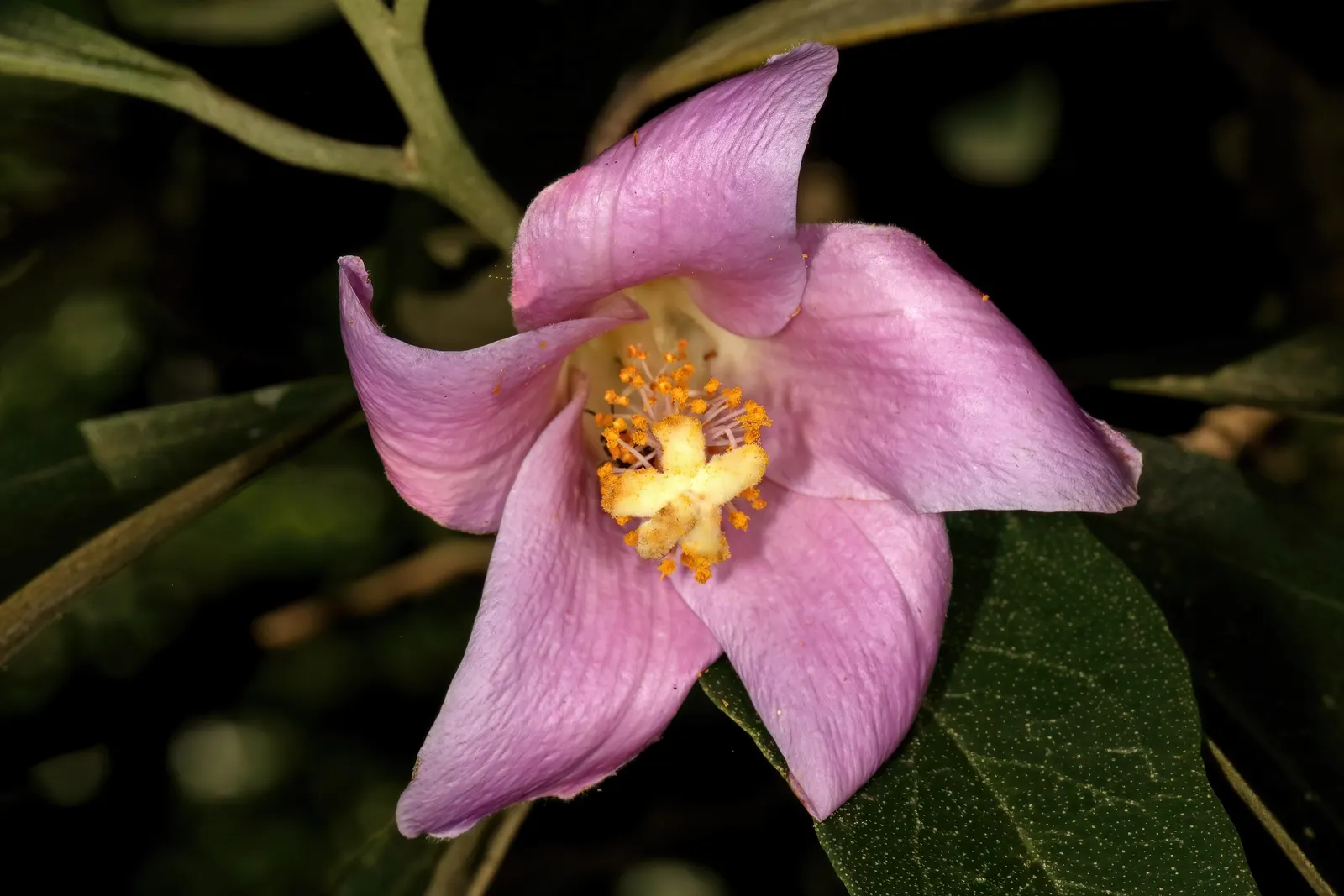 Cow Itch Tree (Lagunaria Patersonii) — The foliage of the Cow Itch Tree is a deep green; drought-tolerant once established, making it a resilient choice for